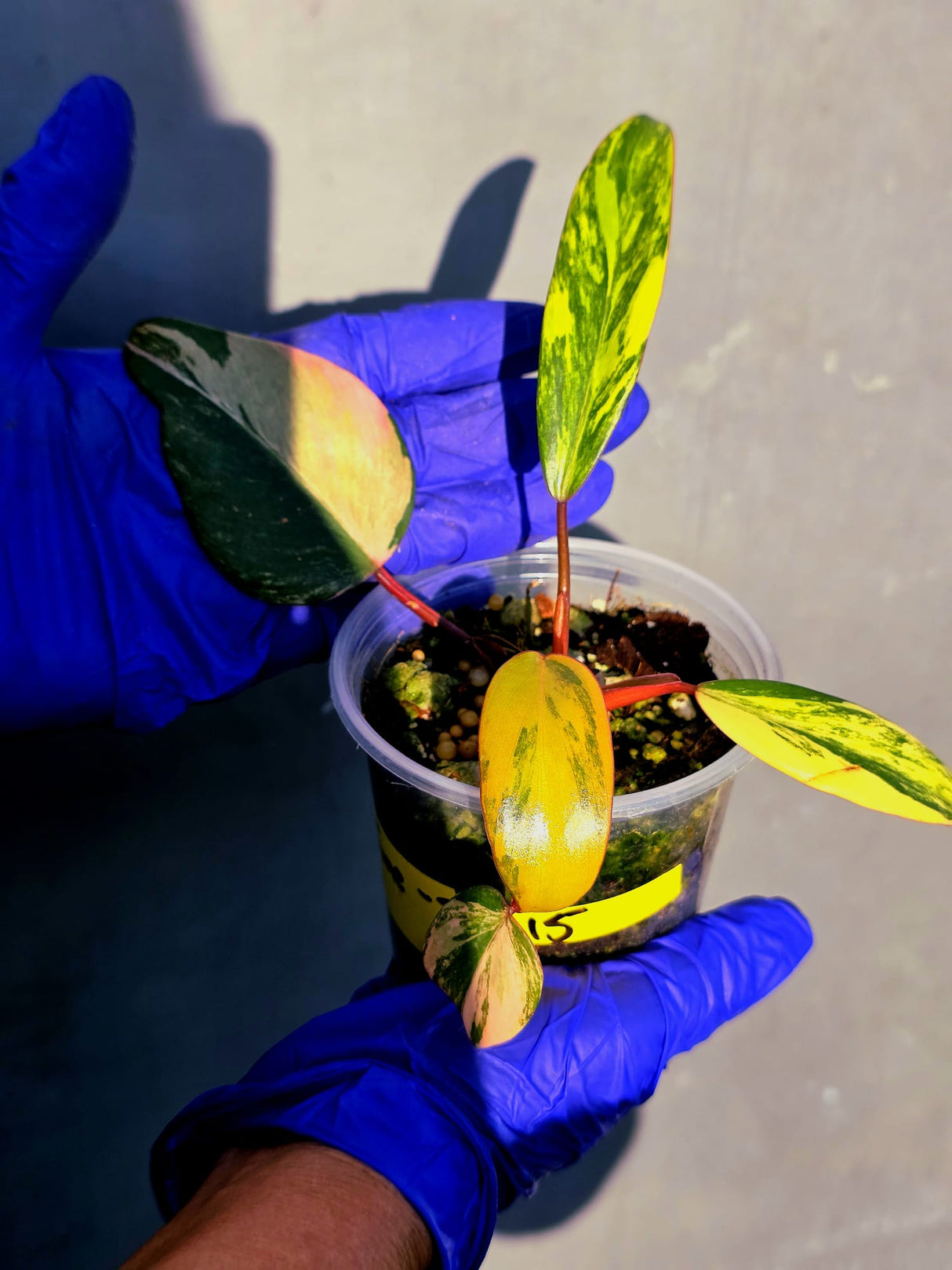 Variegated Philodendron Strawberry Shake - EXACT Plant - (June-23-15)