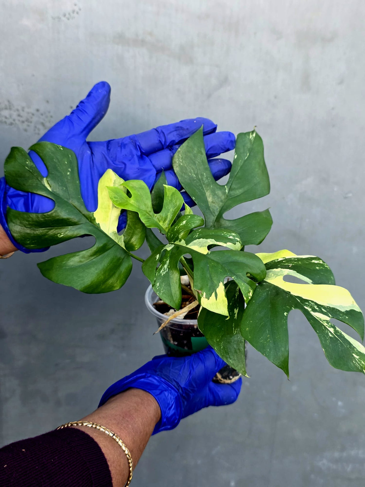 Variegated Rhaphidophora Tetrasperma Albo - Rare Exact Plant - (June-21-22)