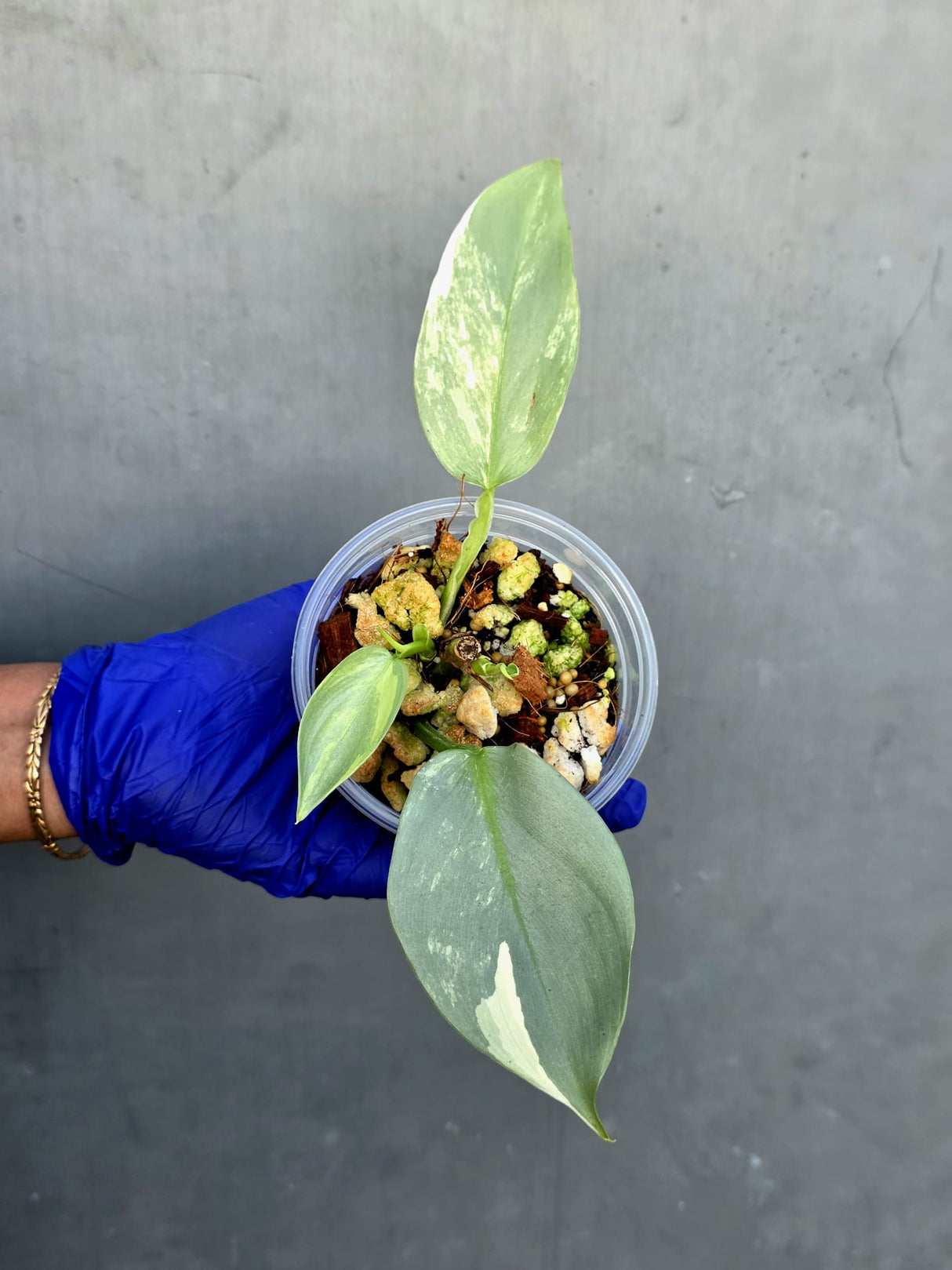 Philodendron Silver Sword Variegated - Rare Exact Plant - (June-21-19)