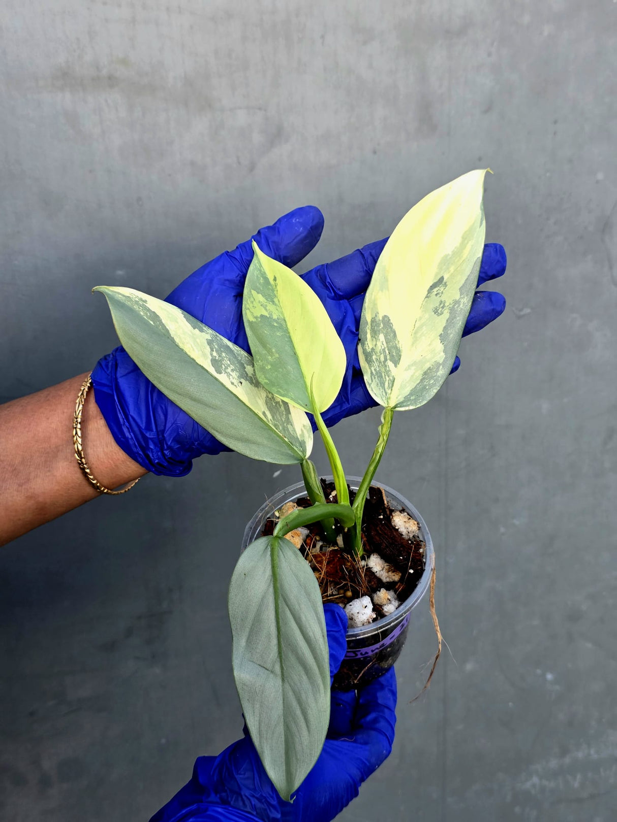 Philodendron Silver Sword Variegated - Rare Exact Plant - (June-21-25)