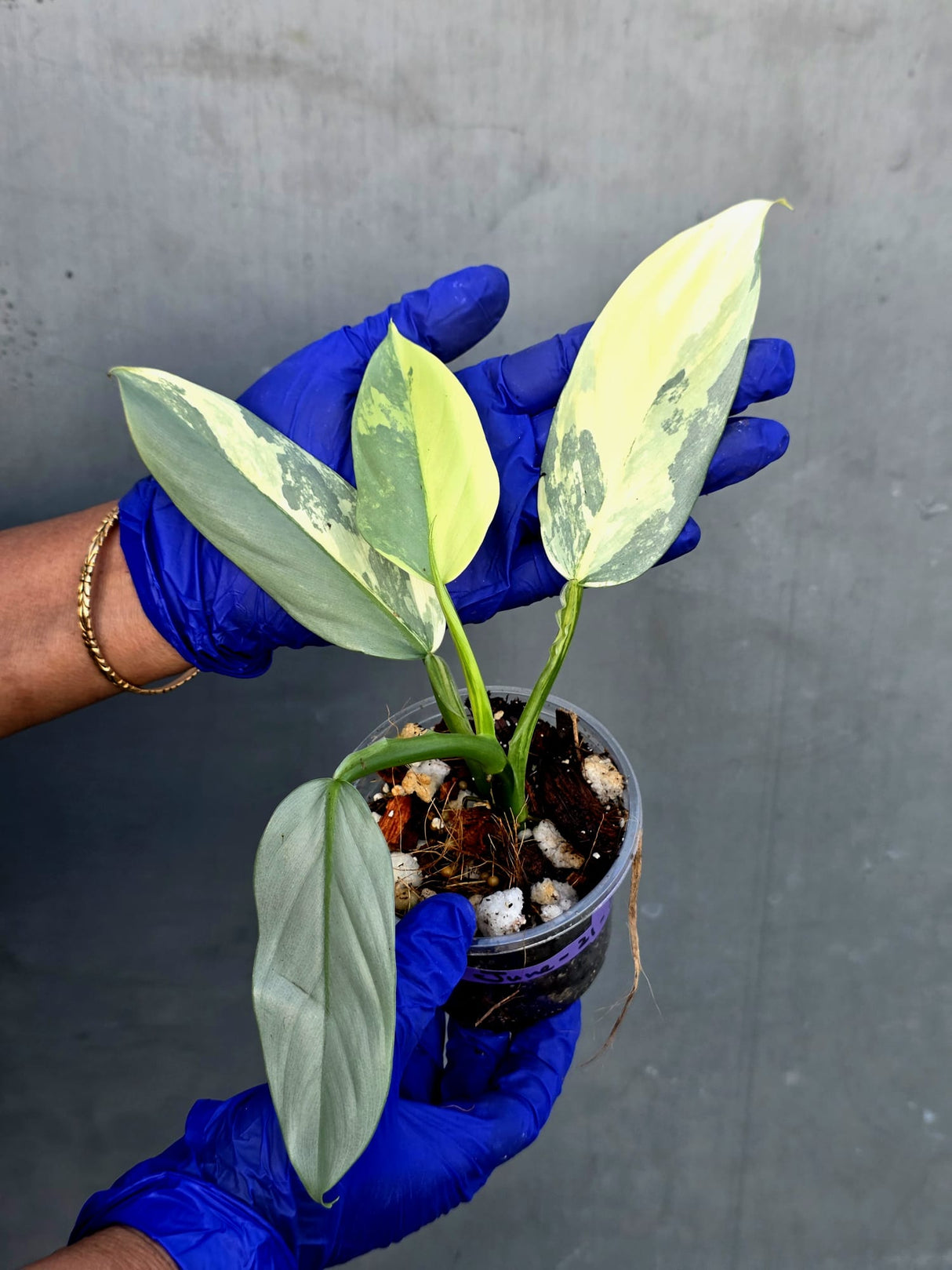 Philodendron Silver Sword Variegated - Rare Exact Plant - (June-21-25)