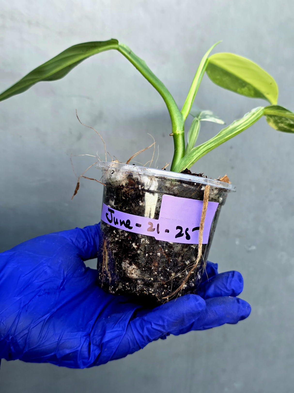 Philodendron Silver Sword Variegated - Rare Exact Plant - (June-21-25)