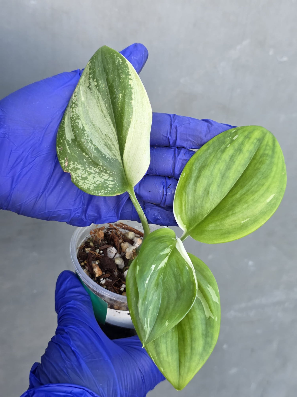 Scindapsus Moonlight Treubii Albo Variegated - Exact Plant - (June-21-18)