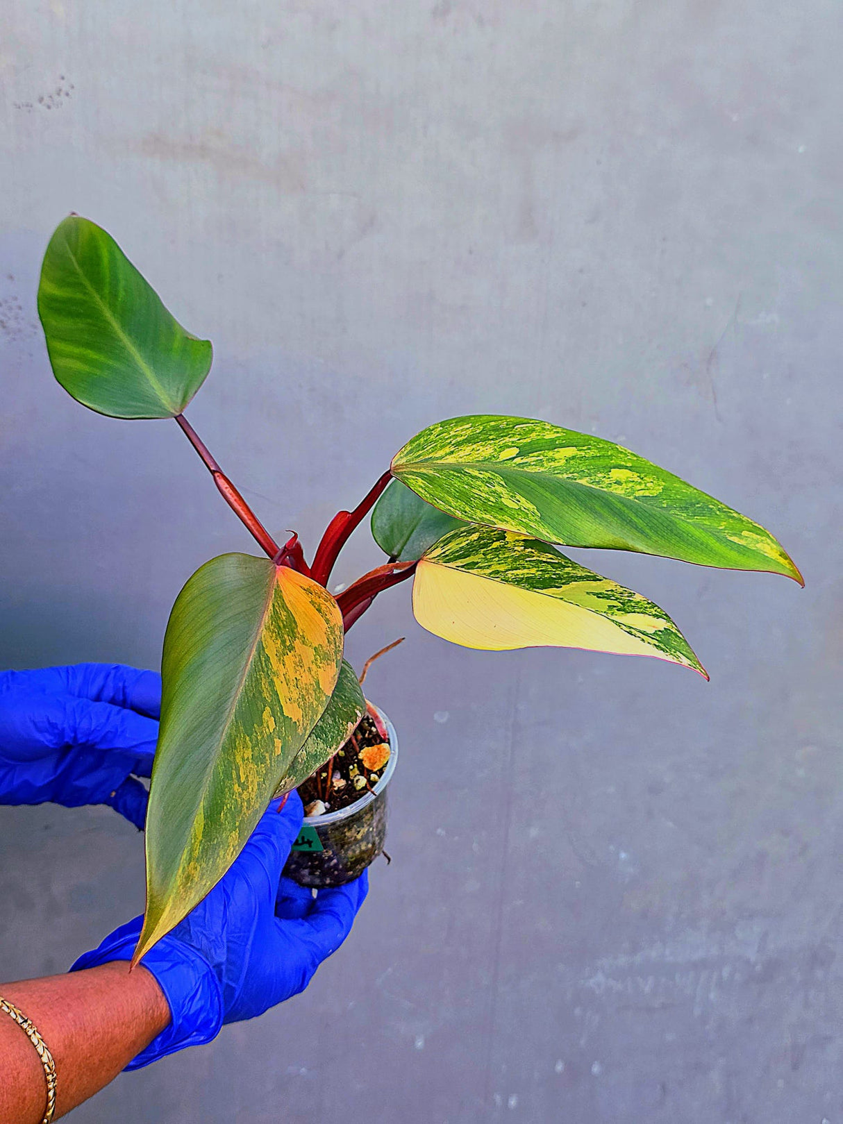 Variegated Philodendron Strawberry Shake - EXACT Plant - (June-21-24)