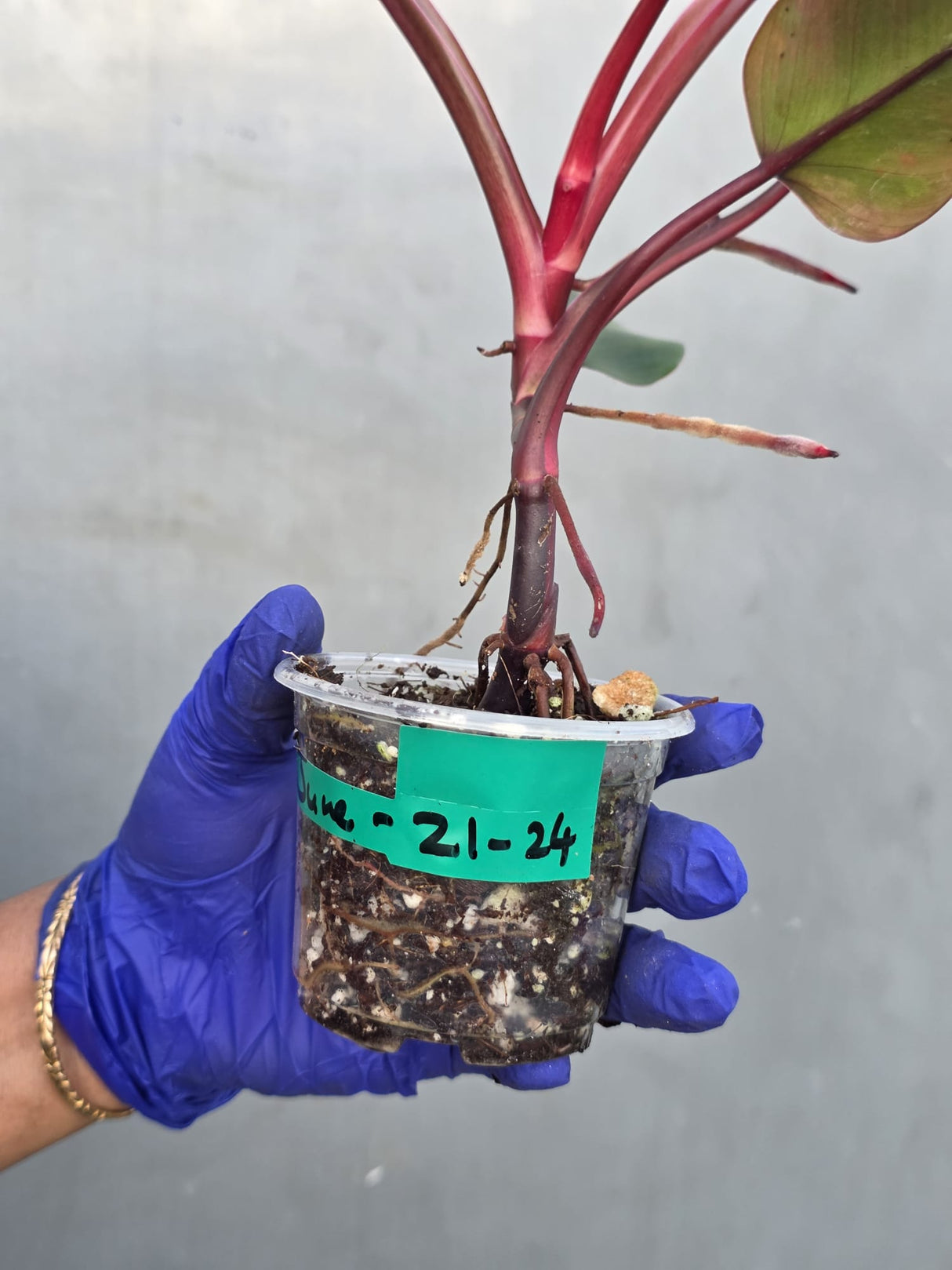 Variegated Philodendron Strawberry Shake - EXACT Plant - (June-21-24)