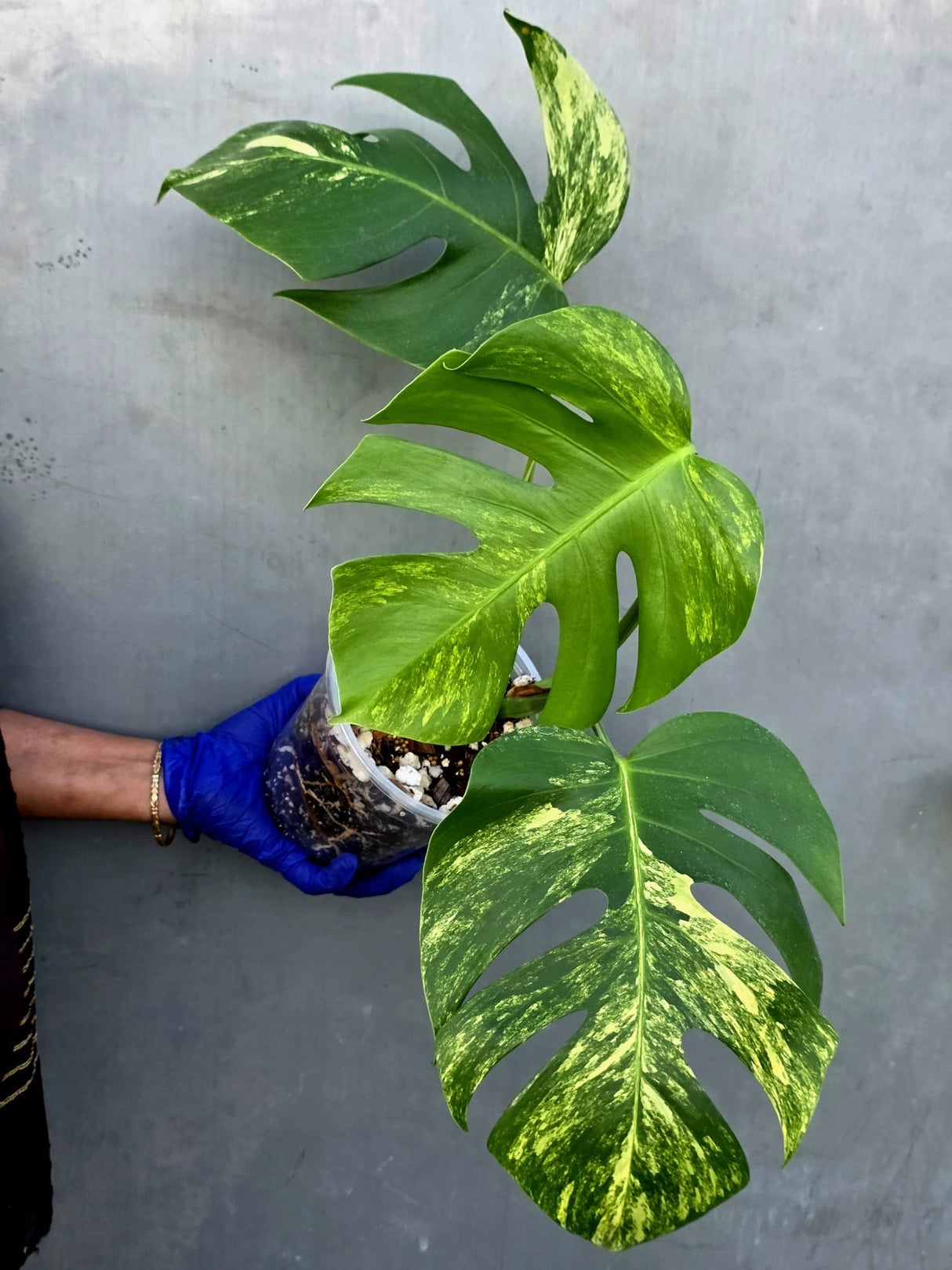 Monstera Aurea Variegated Borsigiana - Monstera Marmota - (June-21-56)
