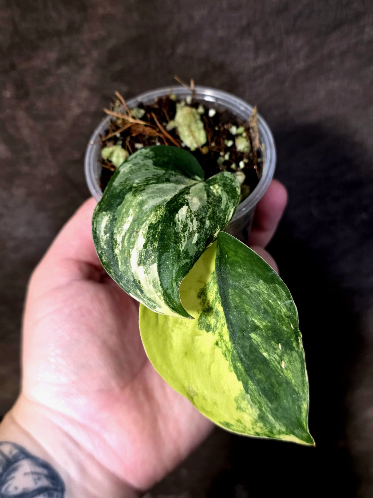Scindapsus Jade Satin Variegated - Yellow Variegation - (June-21-70)