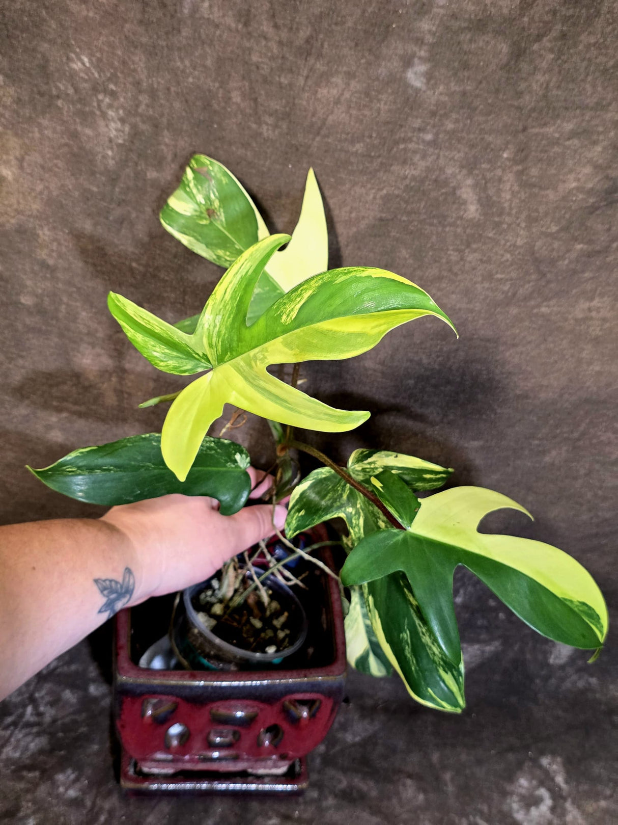 Variegated Philodendron Florida Beauty - Rare Collector Plant - (June-21-72)