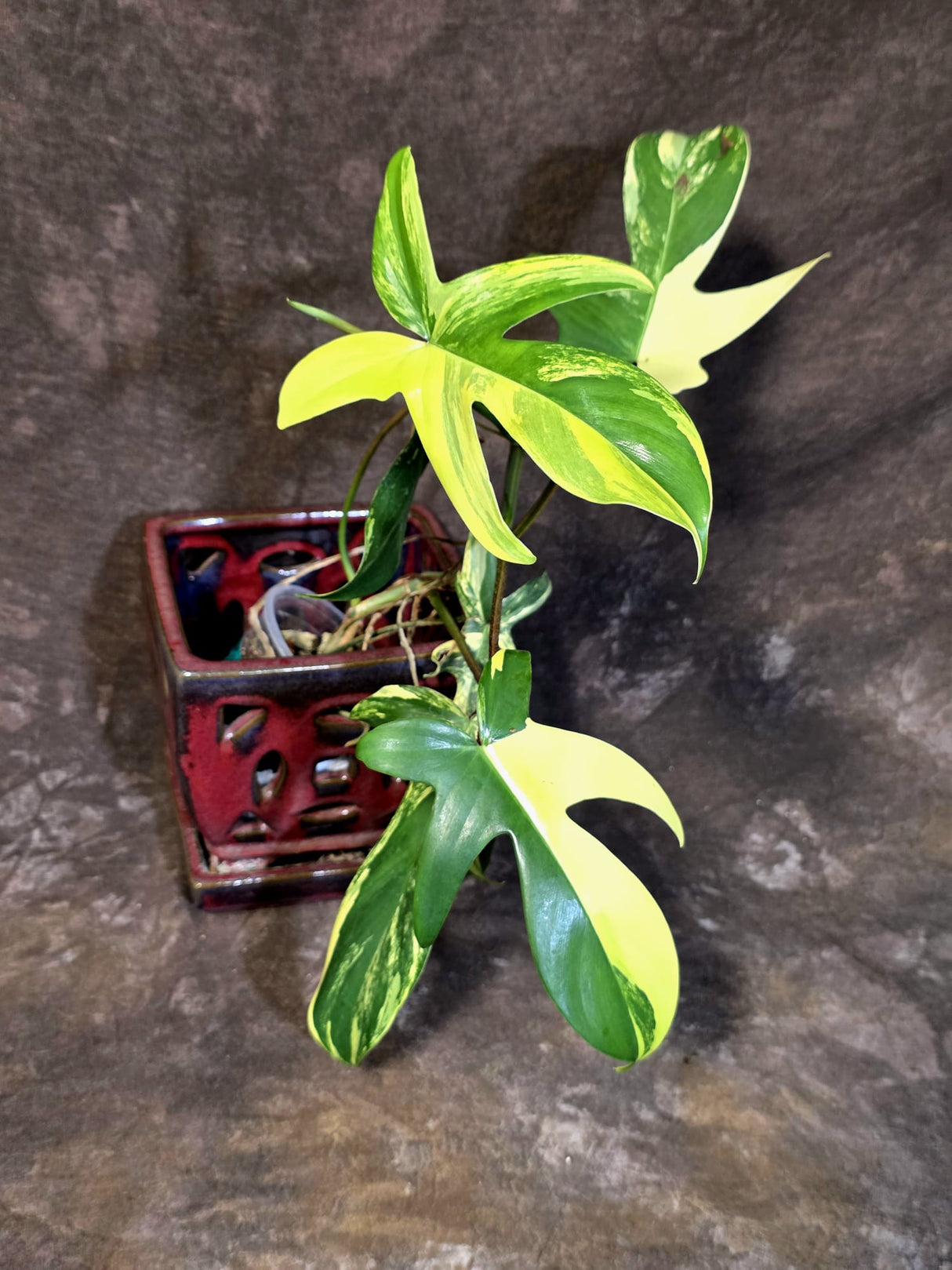 Variegated Philodendron Florida Beauty - Rare Collector Plant - (June-21-72)