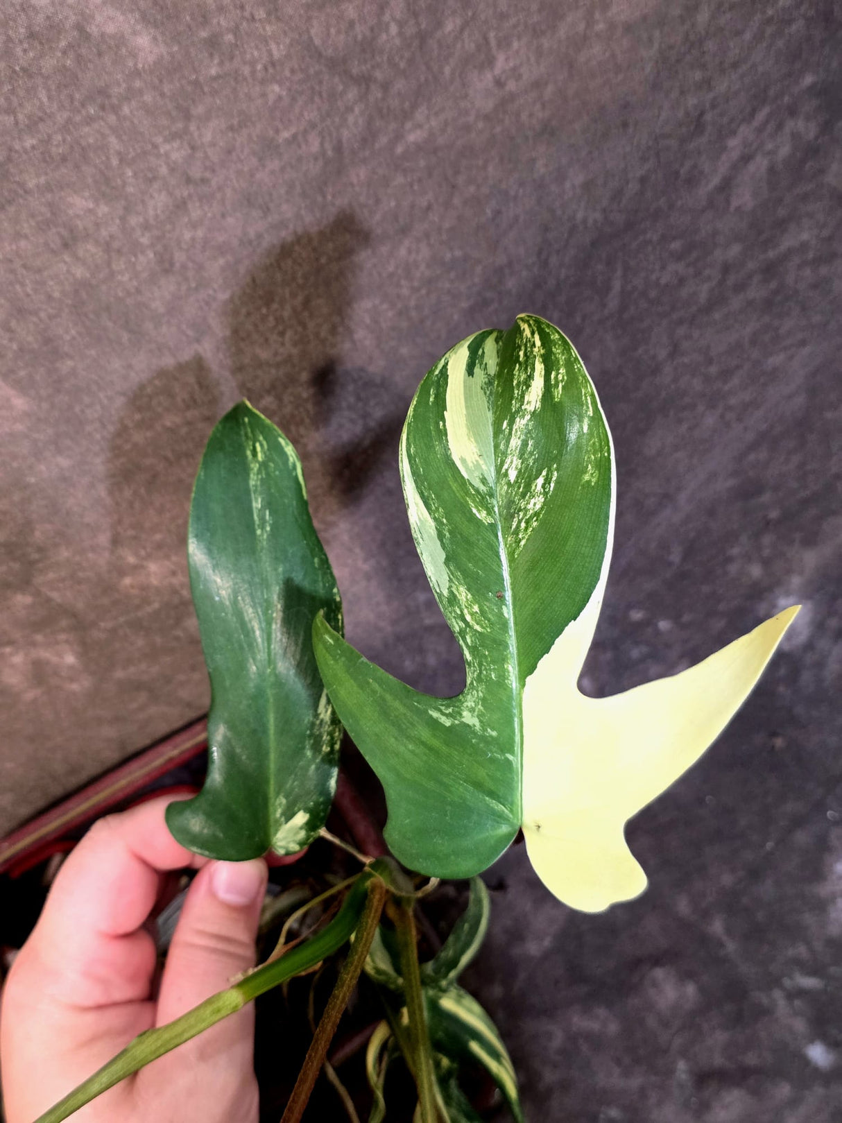 Variegated Philodendron Florida Beauty - Rare Collector Plant - (June-21-72)