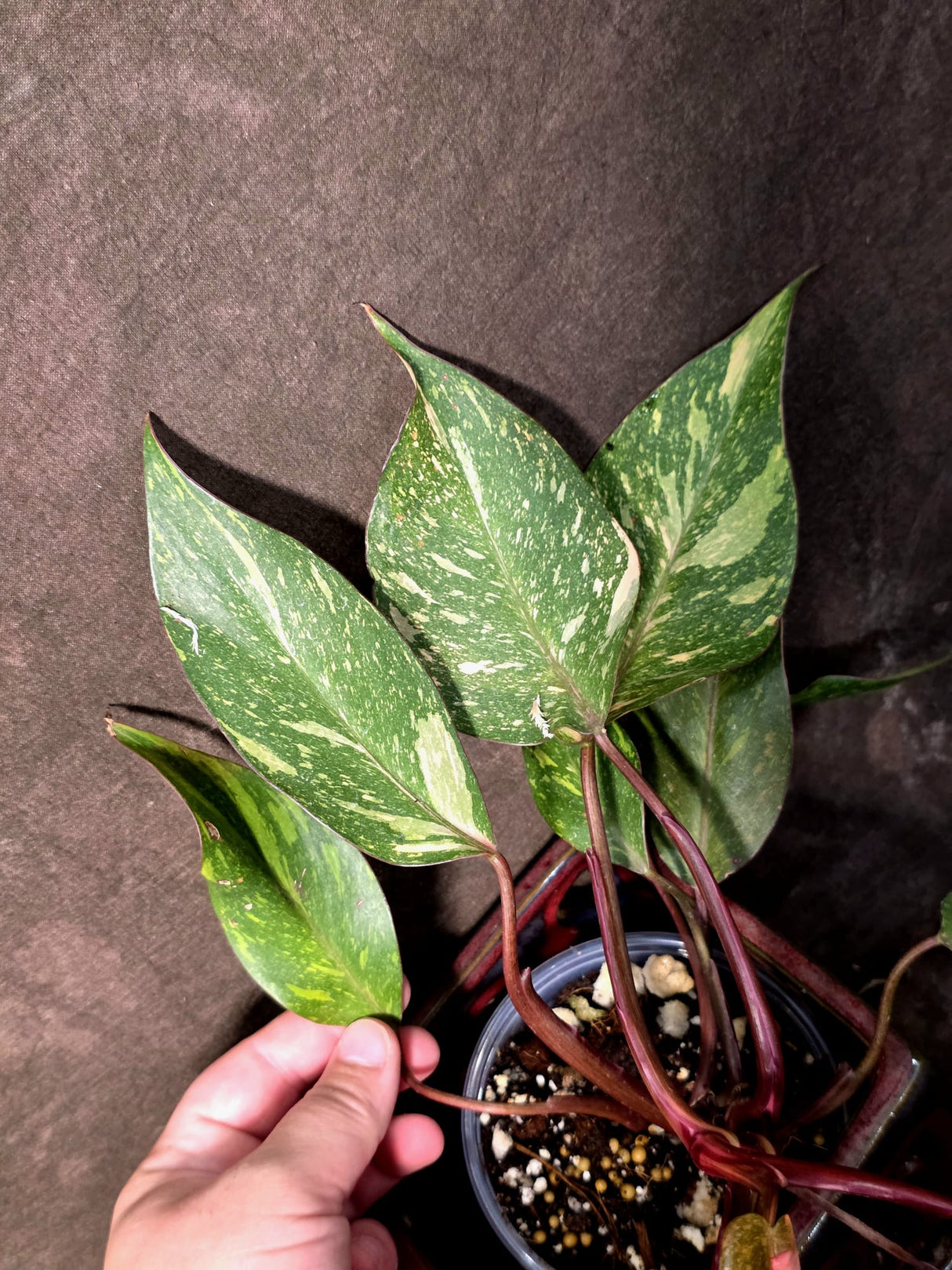 Variegated Philodendron Orange Princess - Rare Exact Plant (June-25-01)