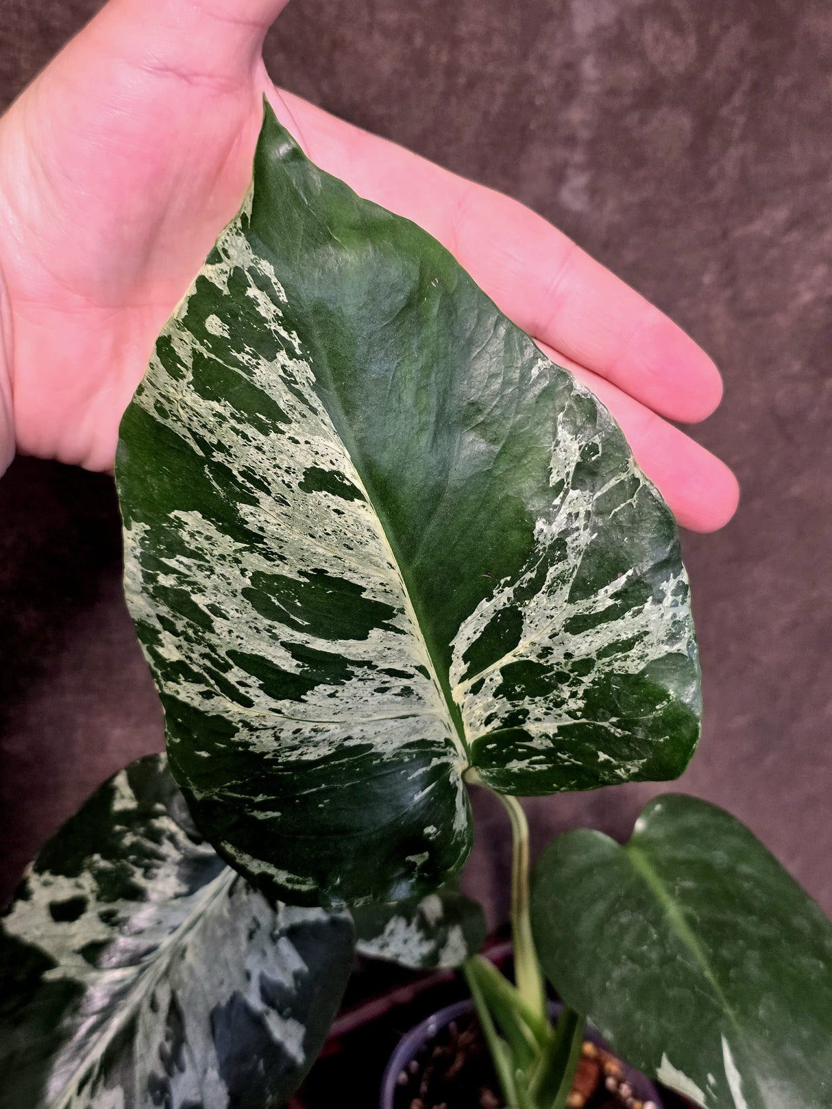 Rare Monstera Bulbasaur Variegated Plant - Mint Variegation - Exact Plant (June-25-02)