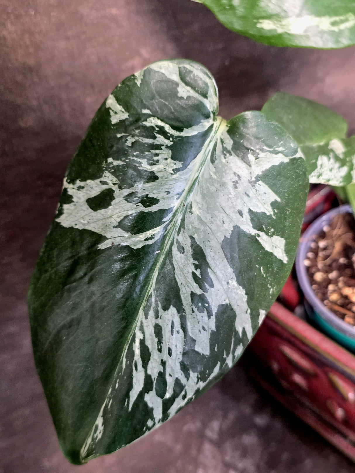 Rare Monstera Bulbasaur Variegated Plant - Mint Variegation - Exact Plant (June-25-02)