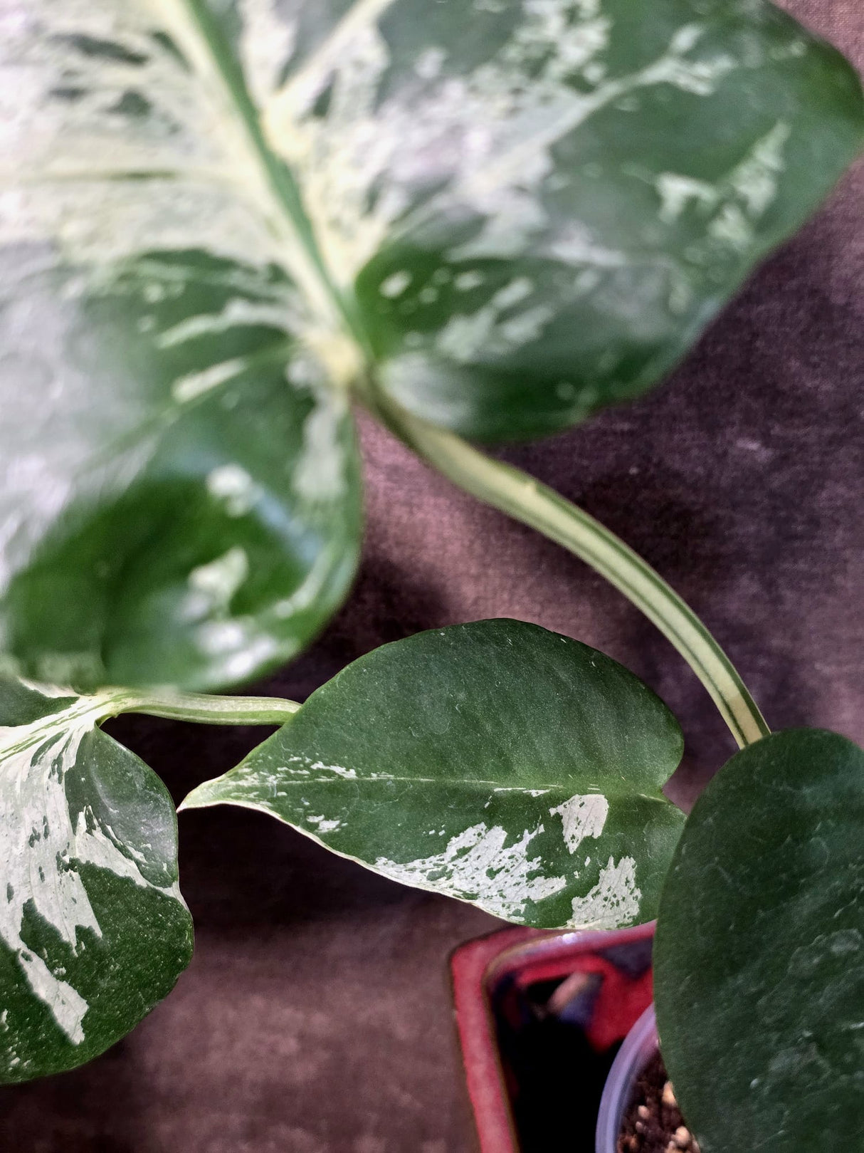 Rare Monstera Bulbasaur Variegated Plant - Mint Variegation - Exact Plant (June-25-02)