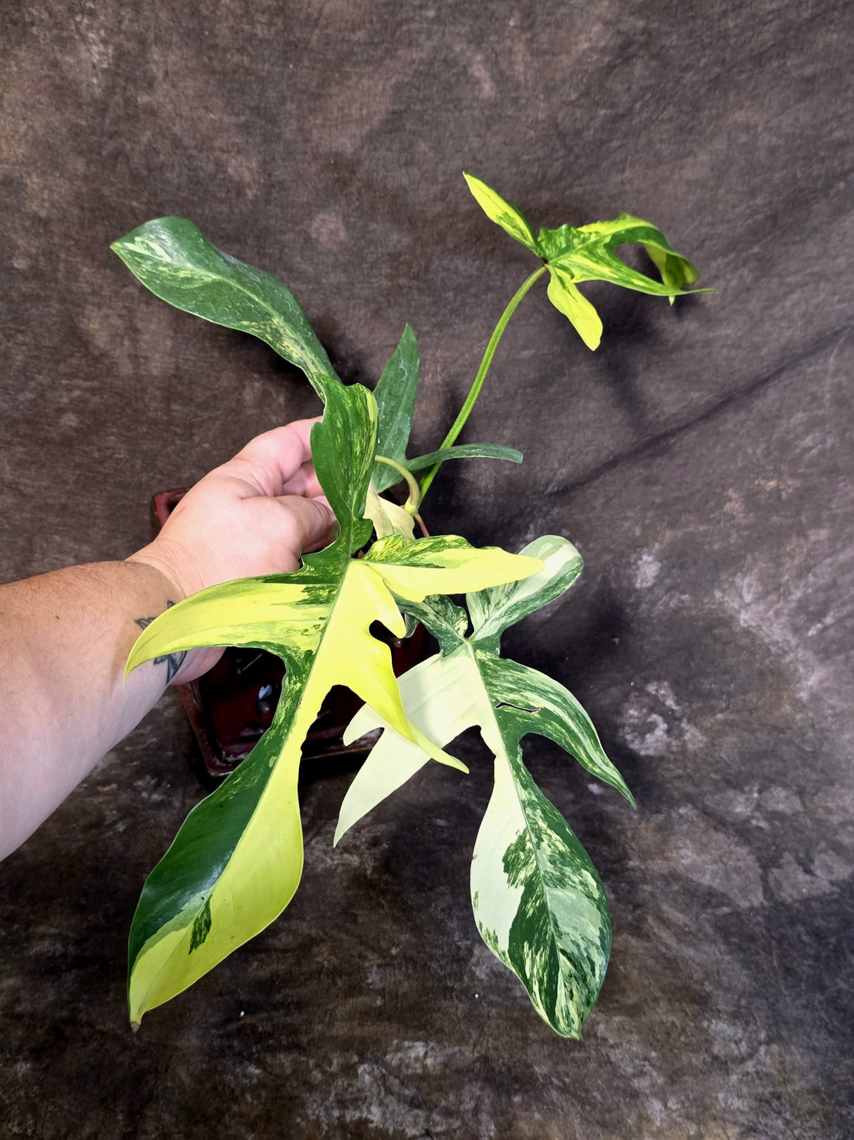 Variegated Philodendron Florida Beauty - Rare Collector Plant - (June-25-03)