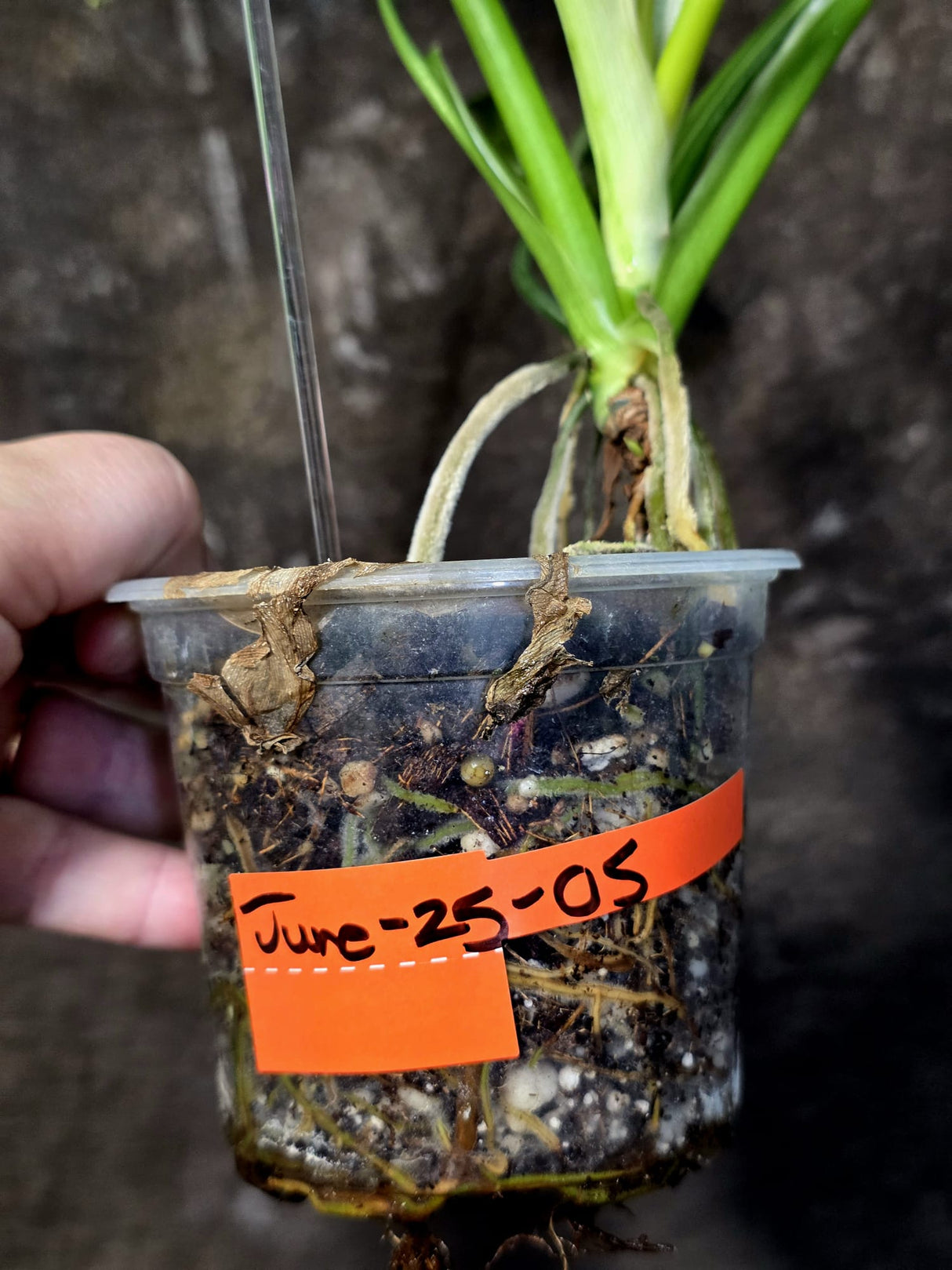 Variegated Golden Dragon Philodendron - Exact Plant (June-25-05)