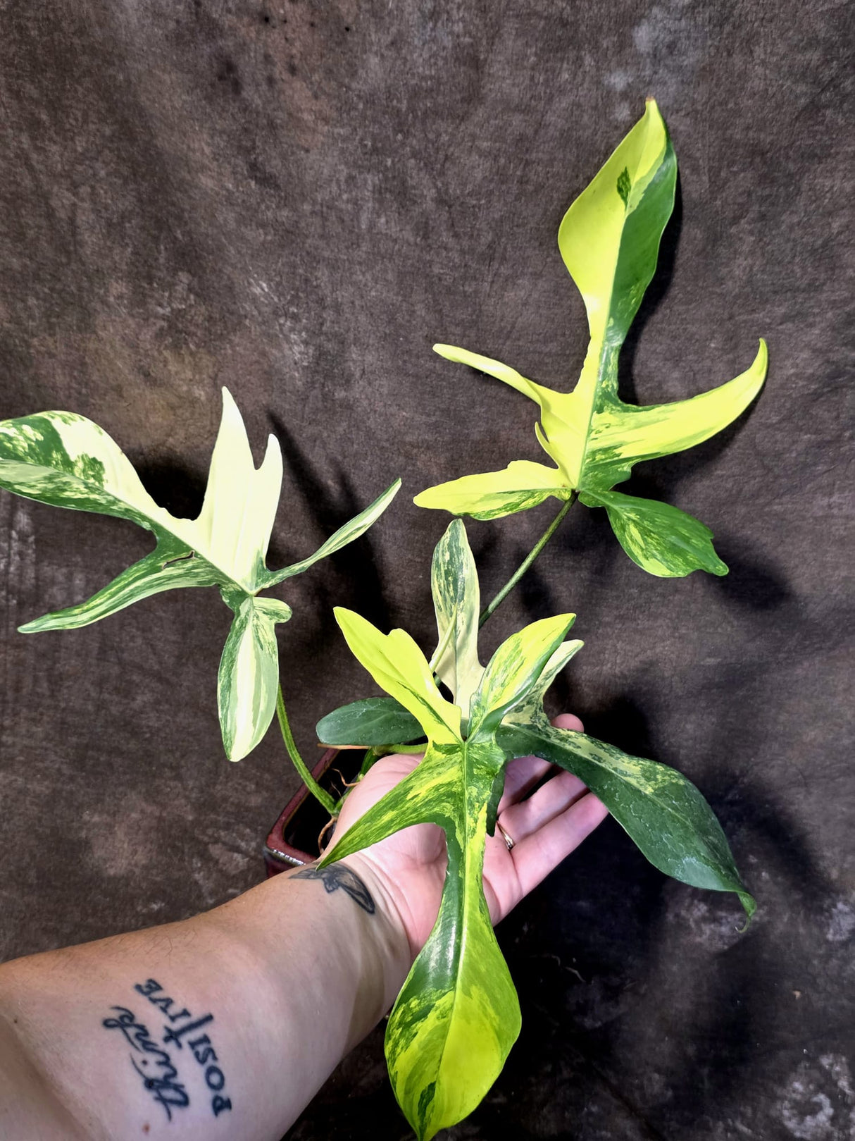 Variegated Philodendron Florida Beauty - Rare Collector Plant - (June-25-03)