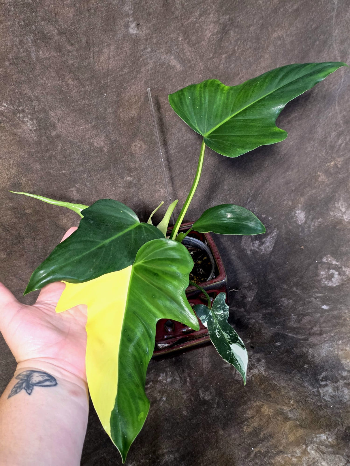 Variegated Golden Dragon Philodendron - Exact Plant (June-25-05)