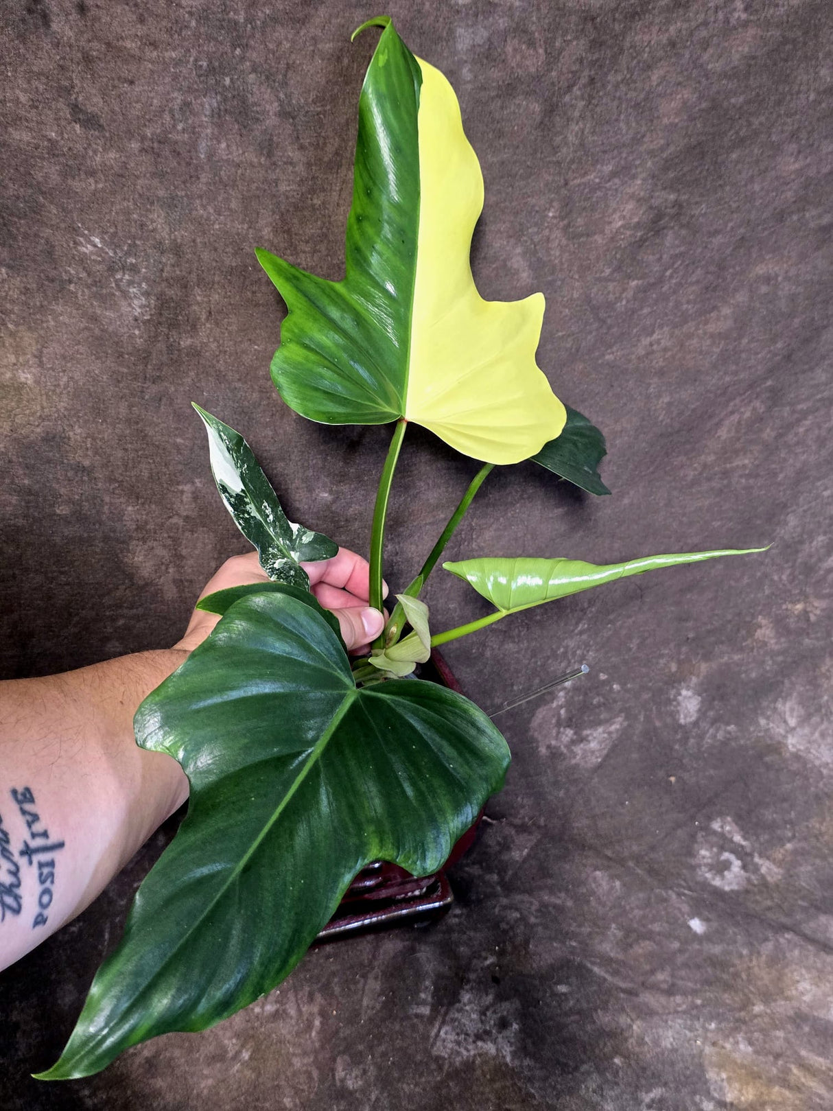 Variegated Golden Dragon Philodendron - Exact Plant (June-25-05)