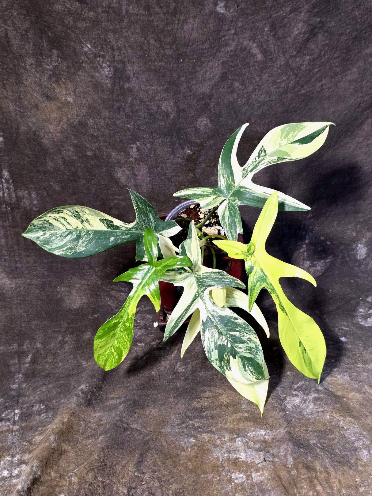 Variegated Philodendron Florida Beauty - Rare Collector Plant - (June-25-04)