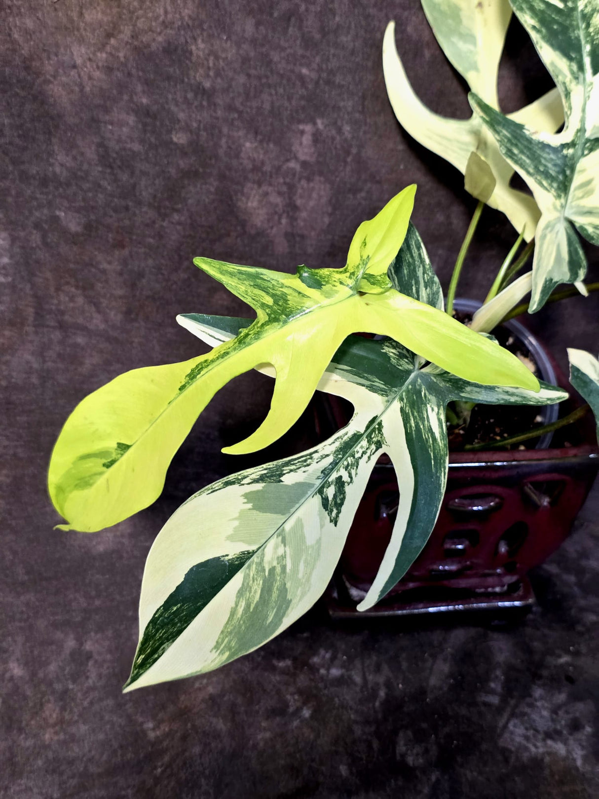 Variegated Philodendron Florida Beauty - Rare Collector Plant - (June-25-04)
