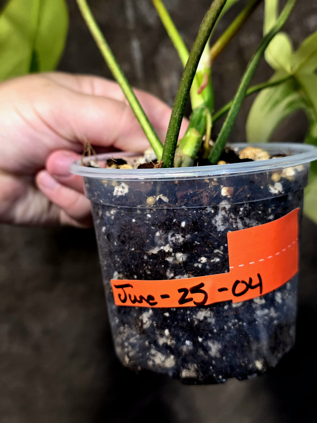 Variegated Philodendron Florida Beauty - Rare Collector Plant - (June-25-04)