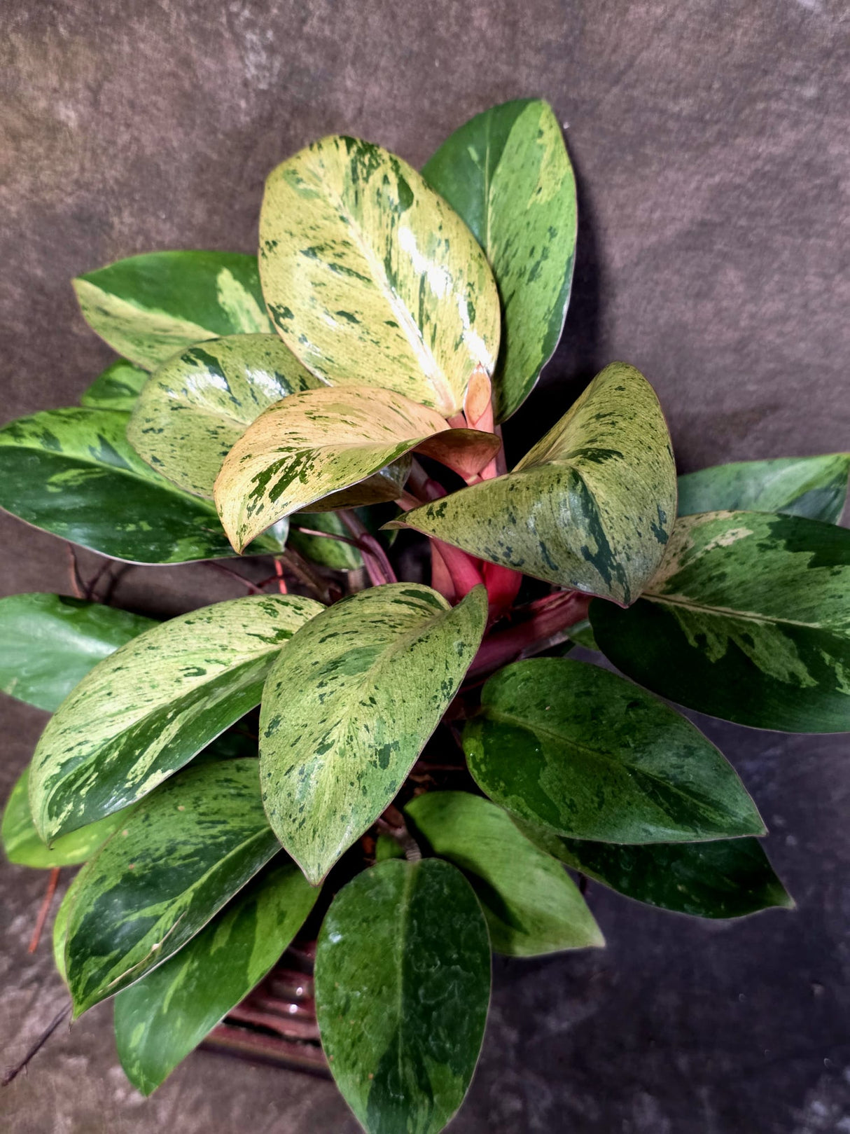 Philodendron Red Congo - Dwarf Red Congo Indoor Outdoor Plants (June-25-07)