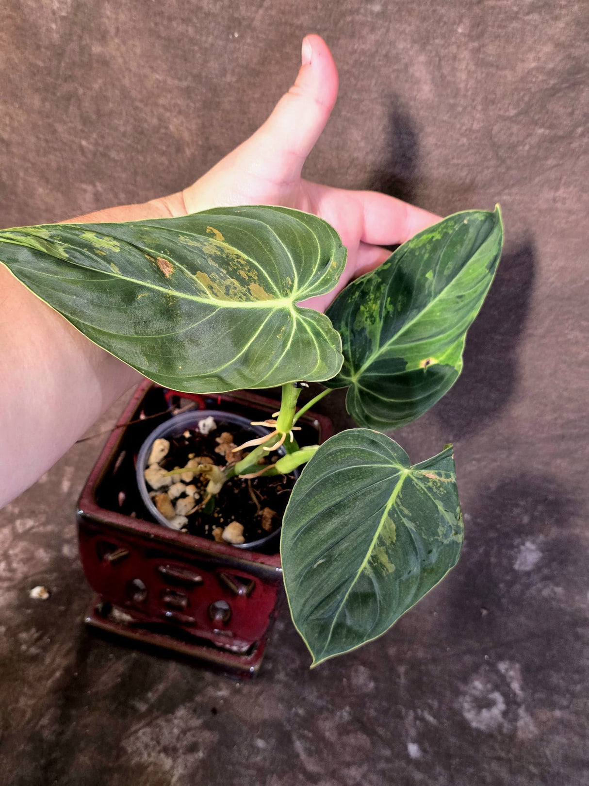 Philodendron Melanochrysum Variegated - Rare Tropical Plant - (June-25-06)