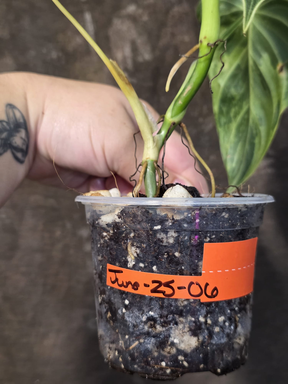 Philodendron Melanochrysum Variegated - Rare Tropical Plant - (June-25-06)