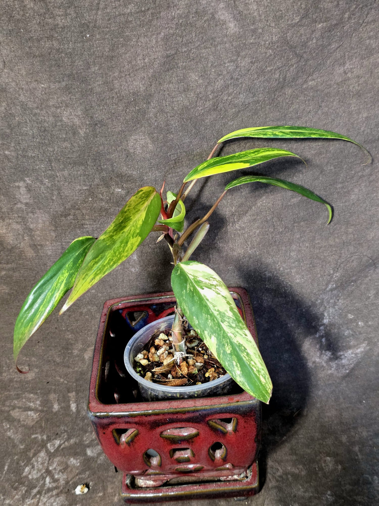Variegated Philodendron Strawberry Shake Live Plant - (June-25-08)