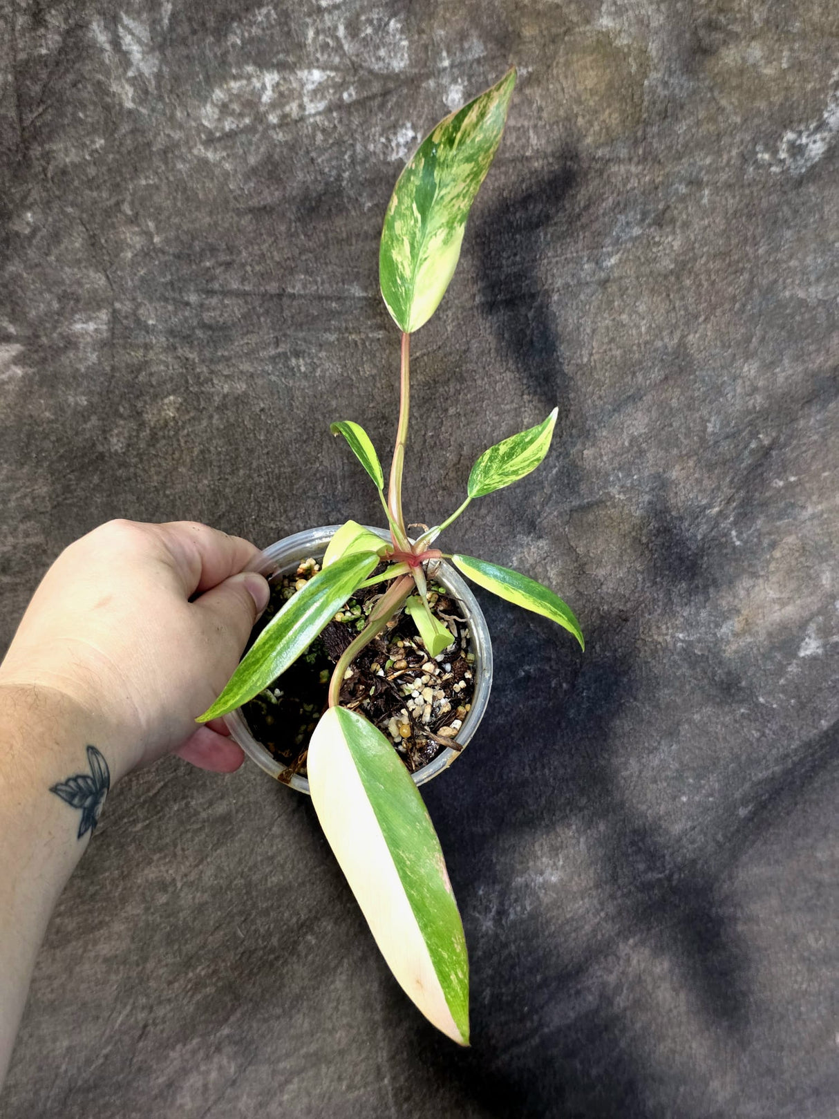 Variegated Philodendron Strawberry Shake Live Plant - (June-25-09)
