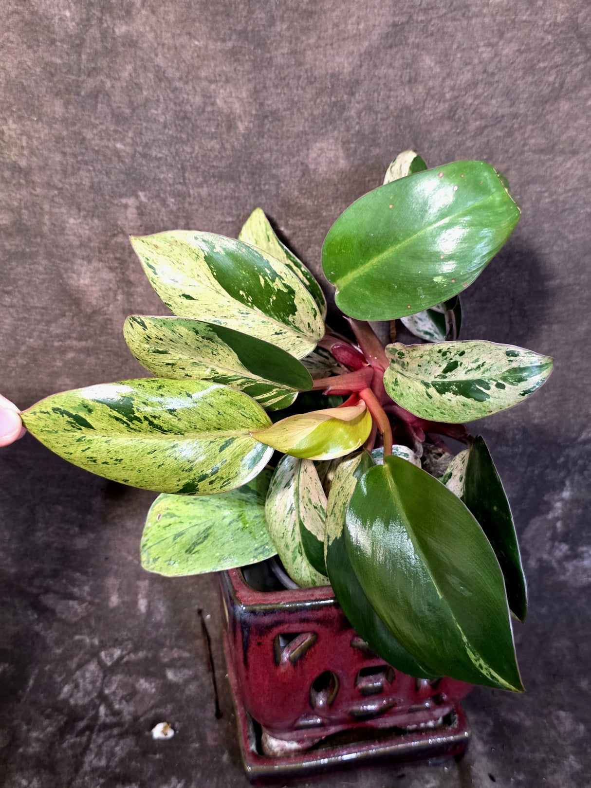 Philodendron Red Congo - Dwarf Red Congo Indoor Outdoor Gardening Plants (June-25-10)