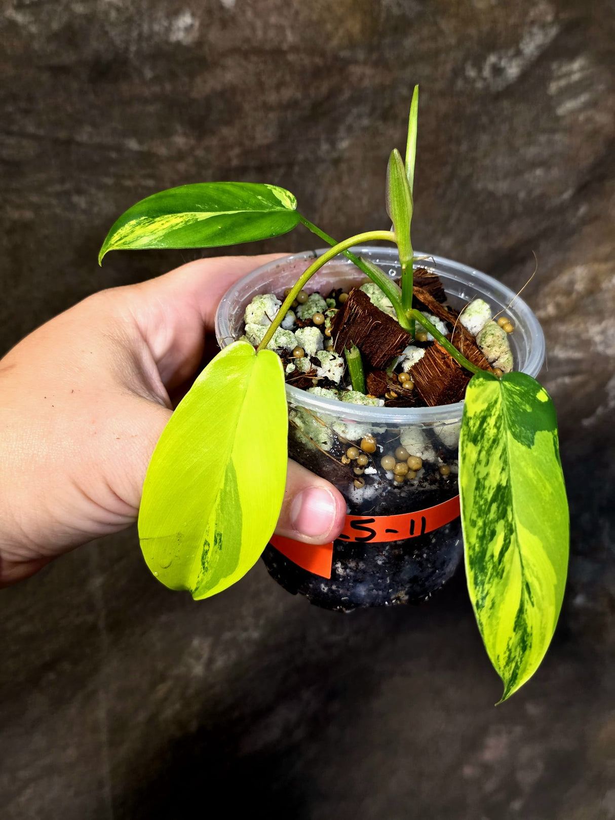 Variegated Philodendron Florida Beauty – Exact Plant – (June-25-11)