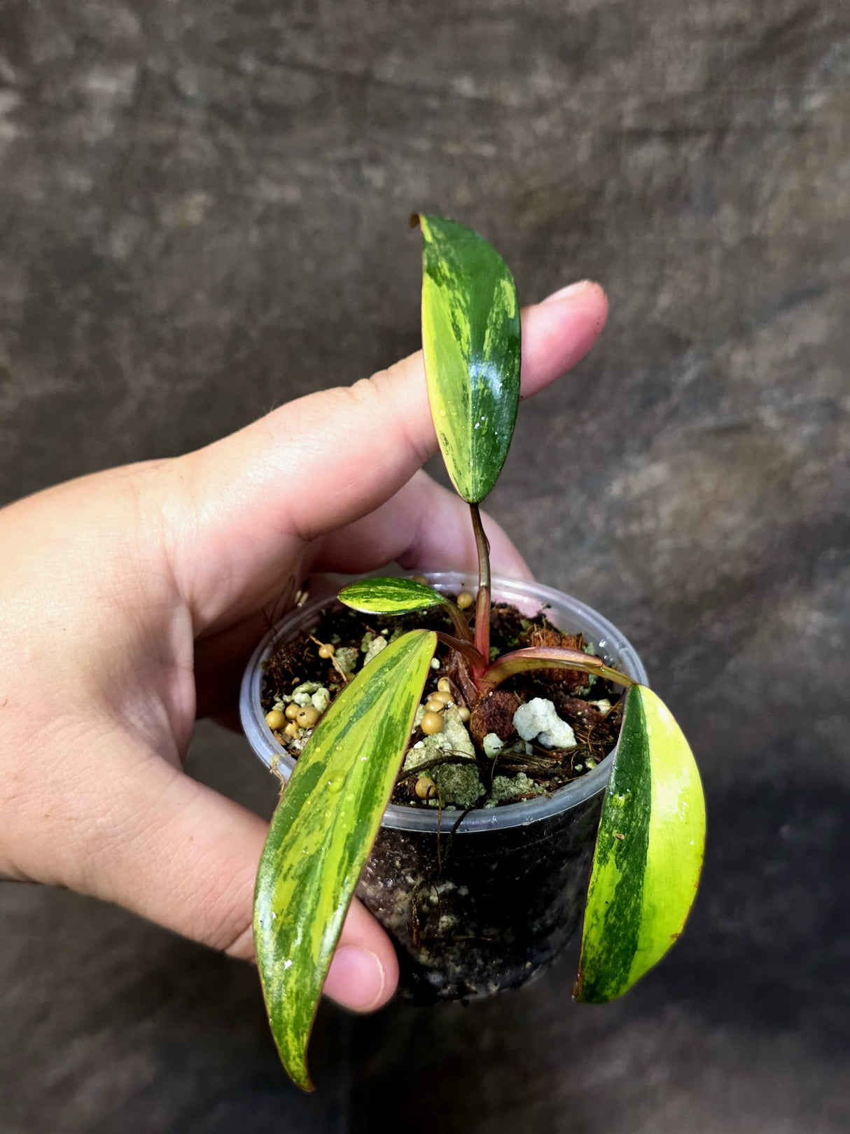 Variegated Philodendron Strawberry Shake Live Plant - (June-25-12)