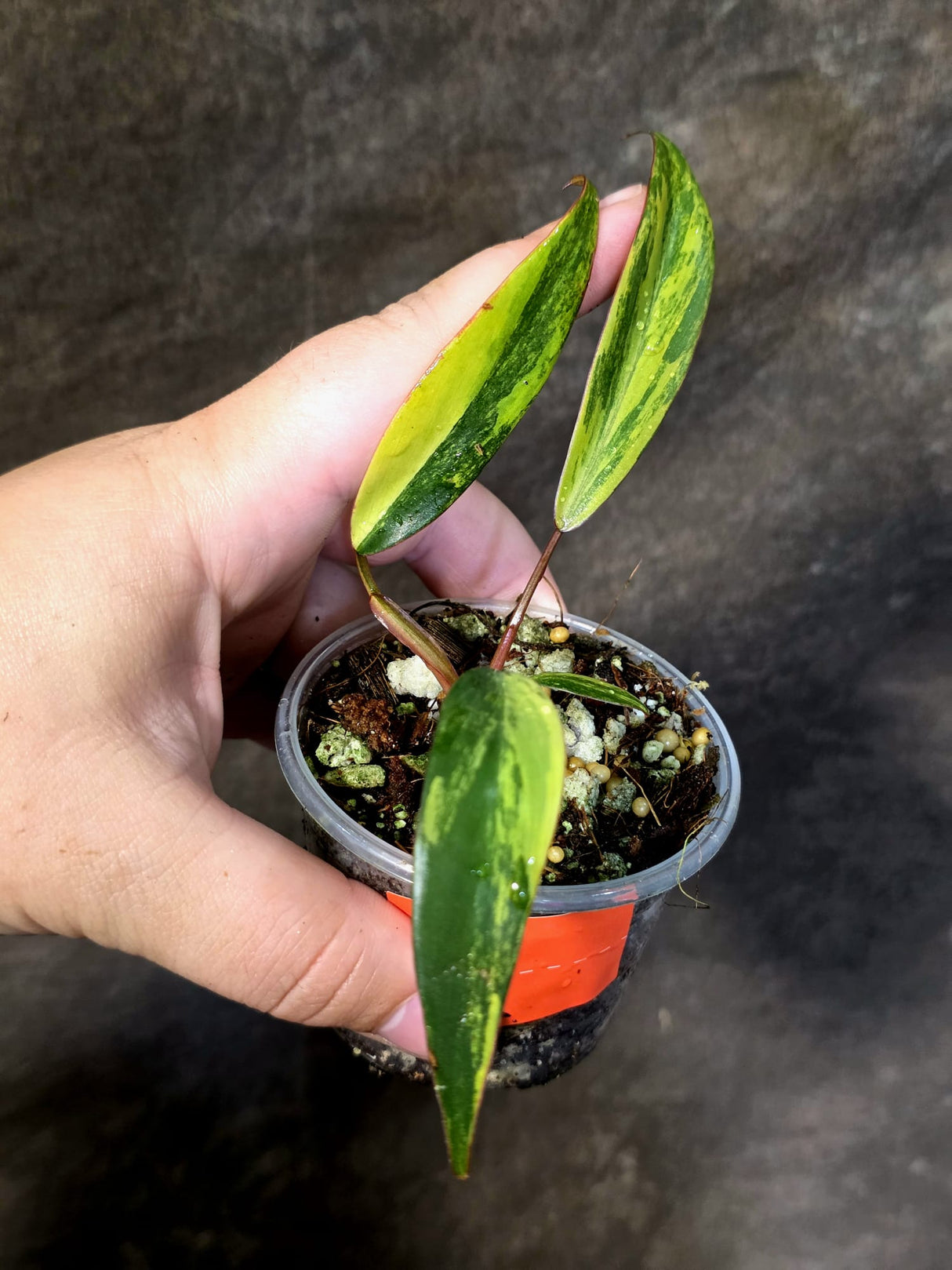 Variegated Philodendron Strawberry Shake Live Plant - (June-25-12)