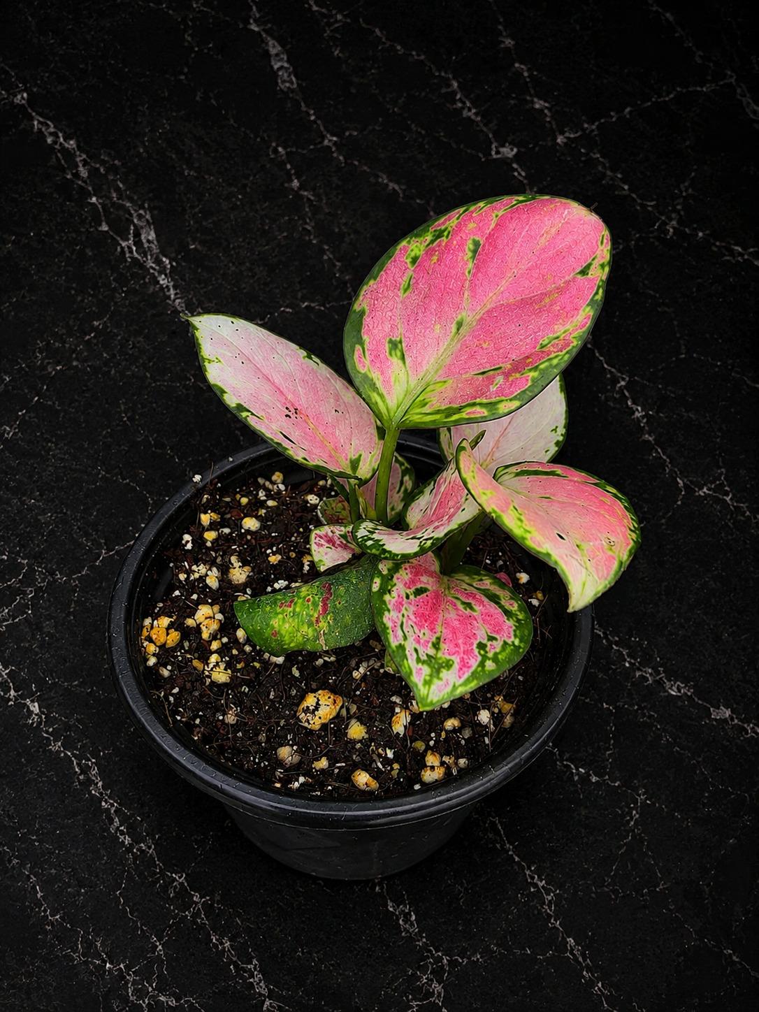 Aglaonema Lady Valentine 4" - Chinese Evergreen - Live Indoor Plant - Low Light Houseplant - Plant Lover Gift