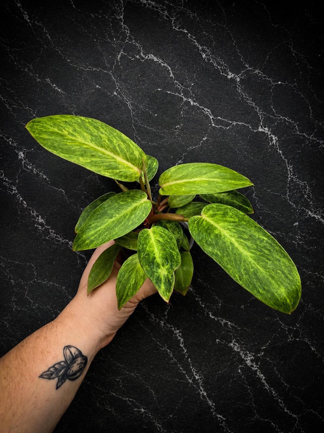 Philodendron Painted Lady 4" - Rare Philodendron - Tropical Houseplant - Aroid Plant - Live Indoor Plant - Plant Lover Gift