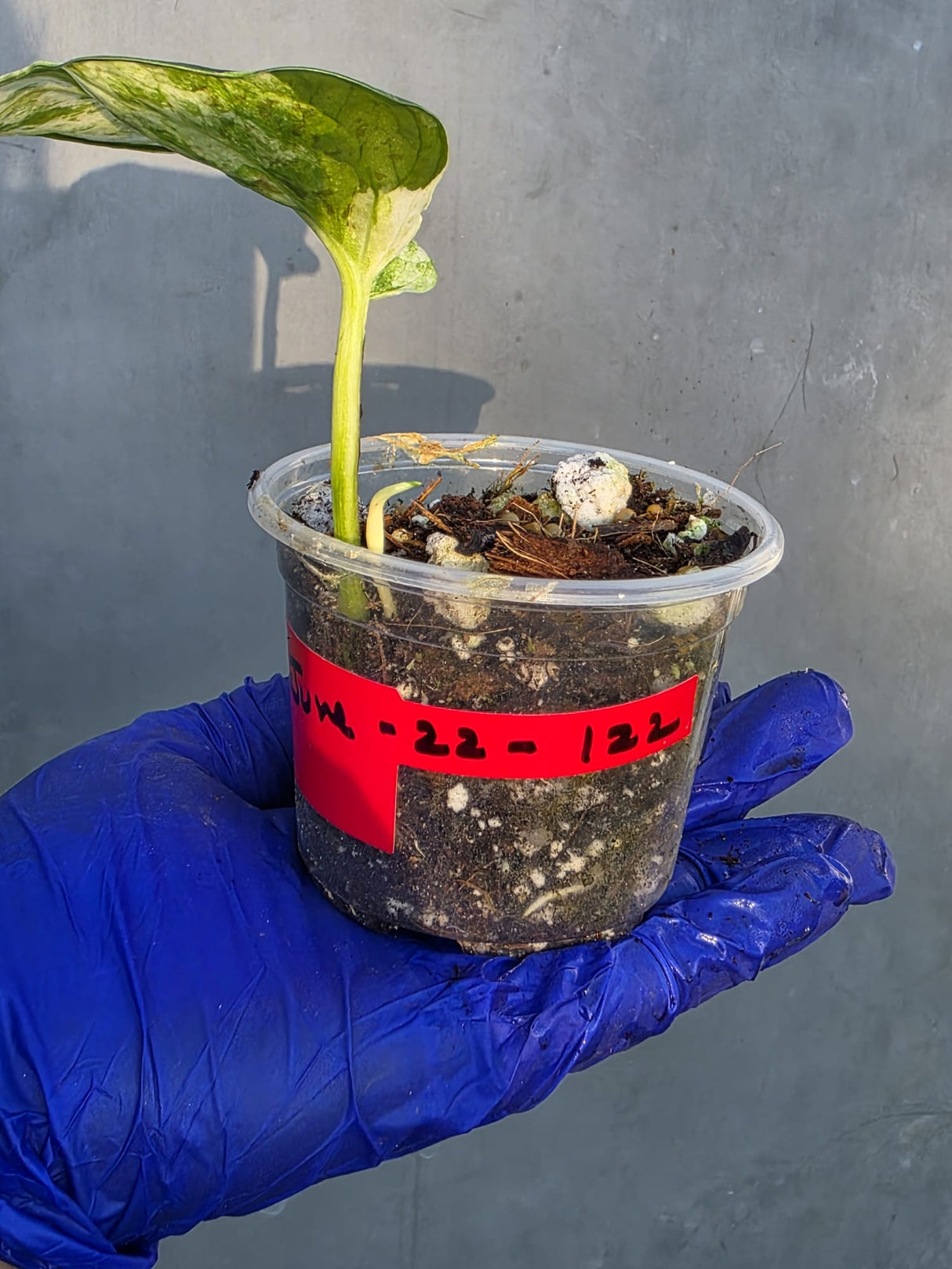 Epipremnum Global Japan - EXACT Japanese Global Pothos - (June-22-122)