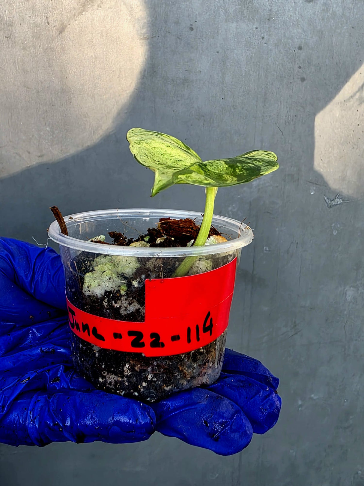 Epipremnum Global Japan - EXACT Japanese Global Pothos - (June-22-114)