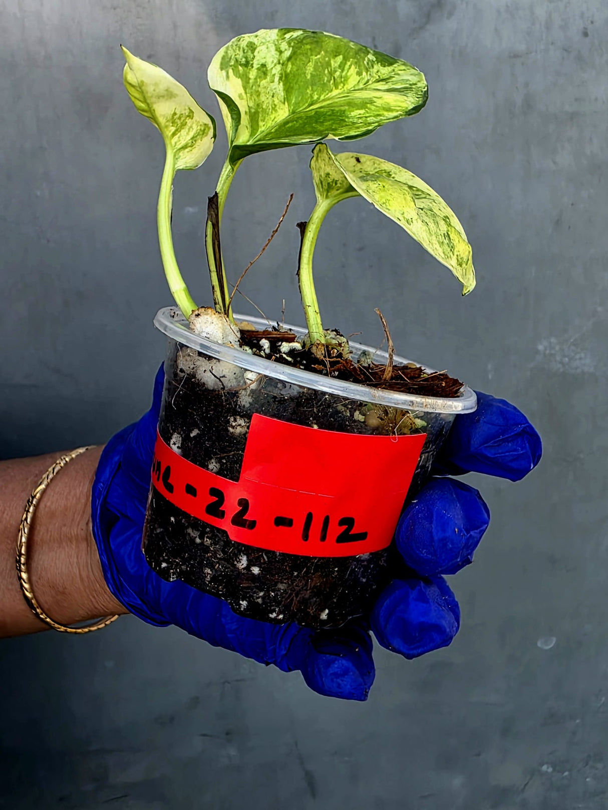 Epipremnum Global Japan - EXACT Japanese Global Pothos - (June-22-112)