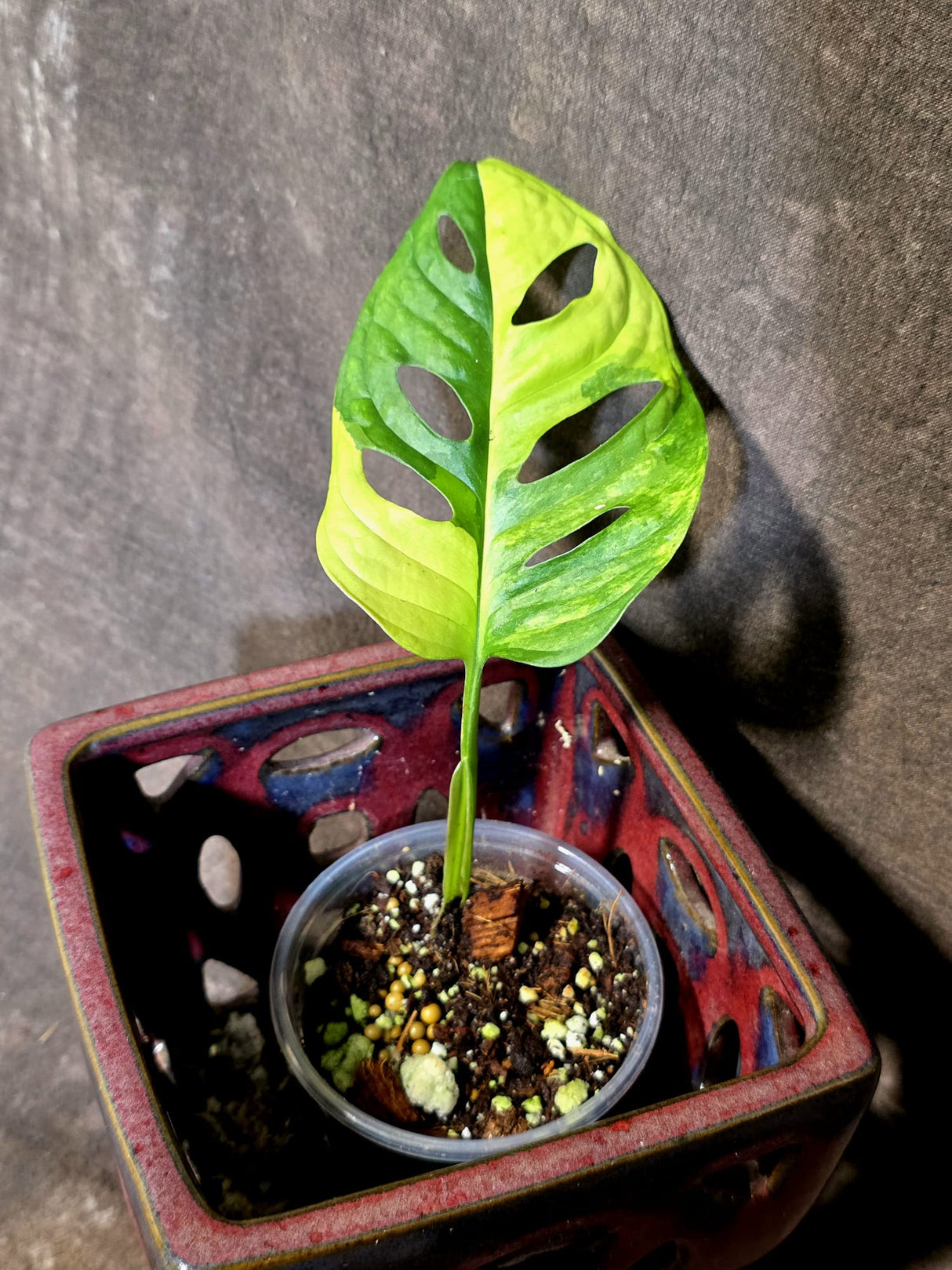 Monstera Adansonii Aurea Variegated - Swiss Cheese Plant - (June-30-04)