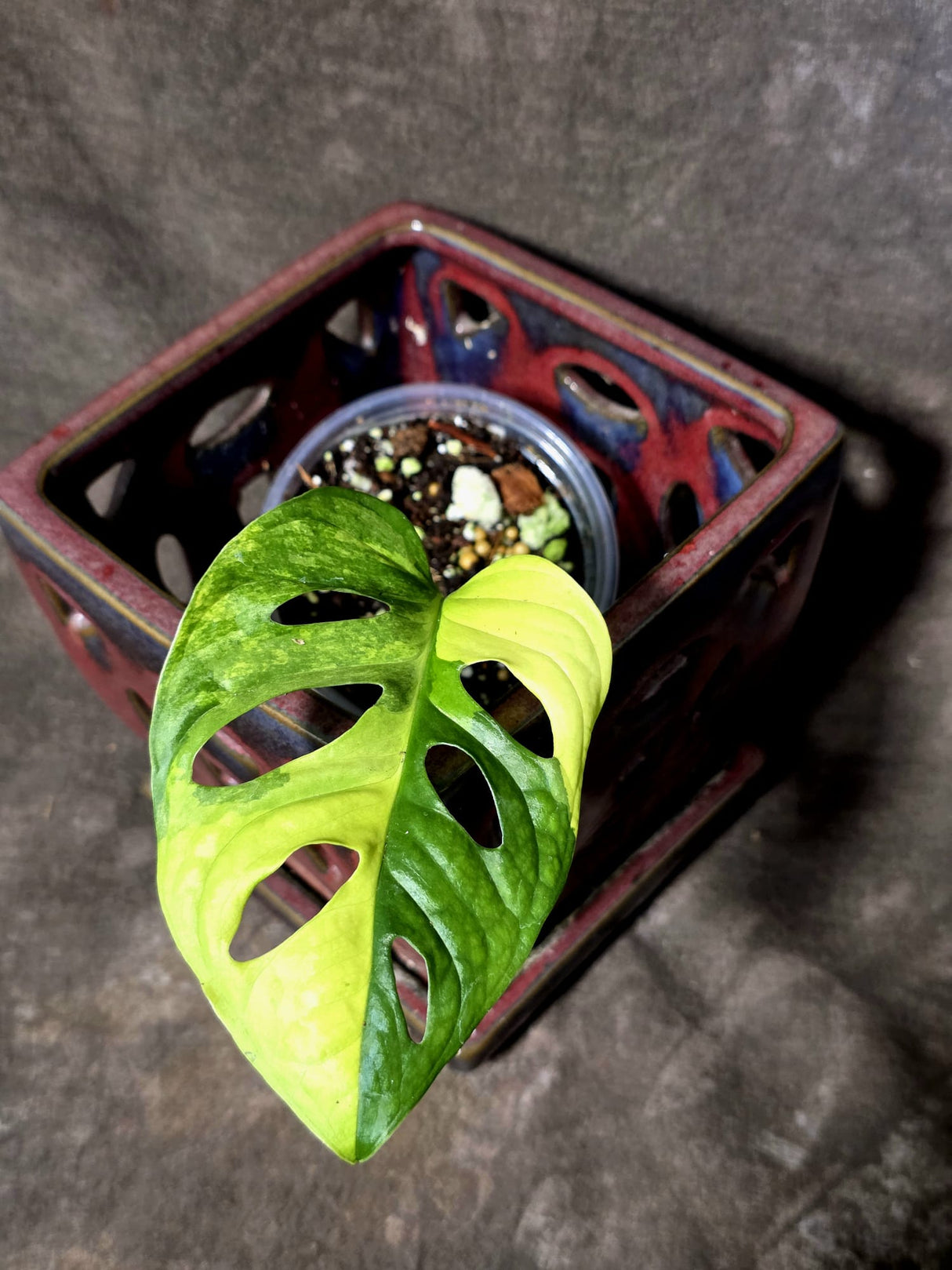 Monstera Adansonii Aurea Variegated - Swiss Cheese Plant - (June-30-04)