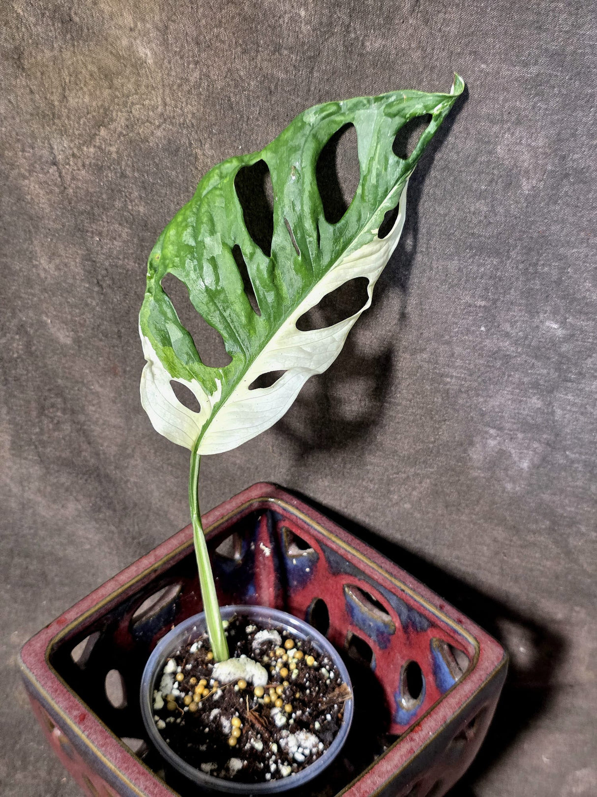 Variegated Monstera Adansonii Albo - Rare Exact Plant - (June-30-06)