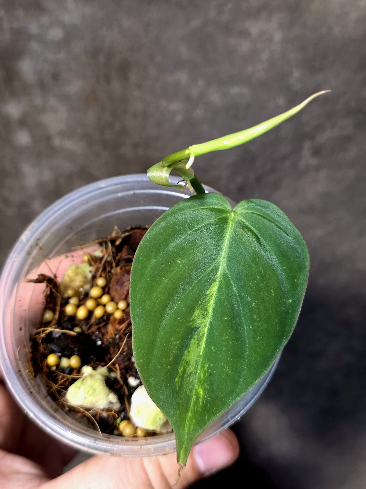 Variegated Philodendron Mican Aurea - Rare Exact Plant - (June-30-08)