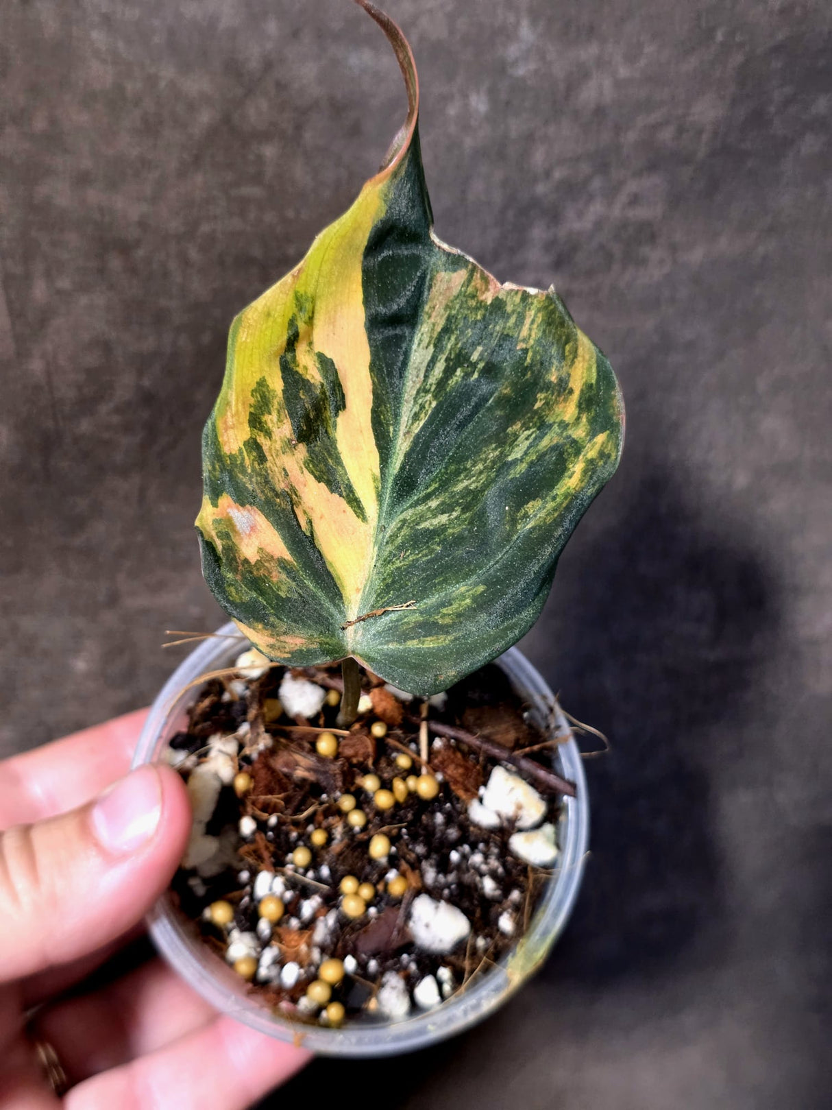 Variegated Philodendron Mican Aurea - Rare Exact Plant - (June-30-09)