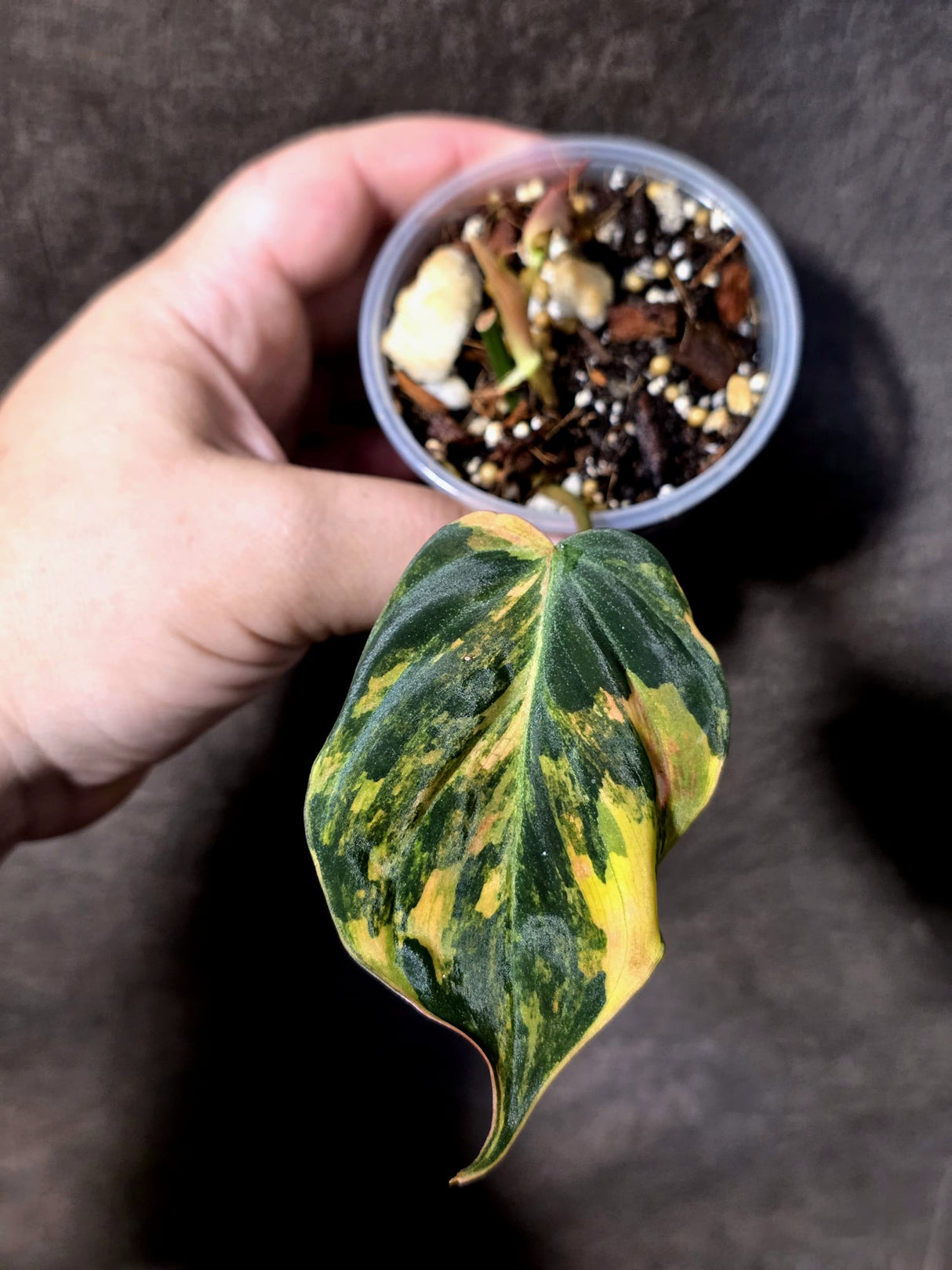 Variegated Philodendron Mican Aurea - Rare Exact Plant - (June-30-11)