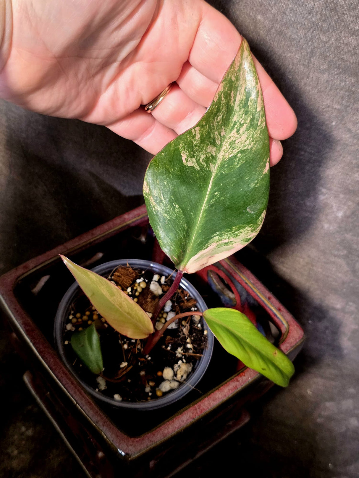 Variegated Philodendron Strawberry Shake - EXACT Plant - (June-30-14)