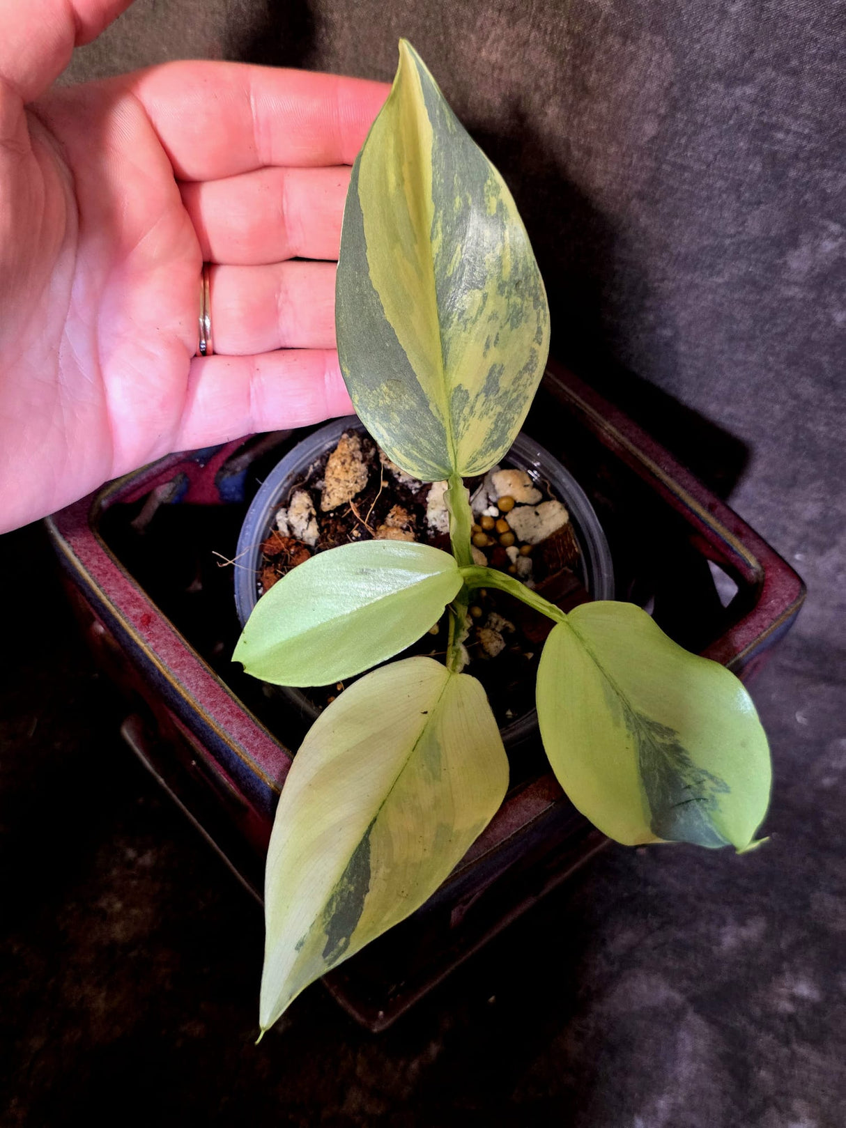 Philodendron Silver Sword Variegated - Exact Rare Plant - (June-30-16)