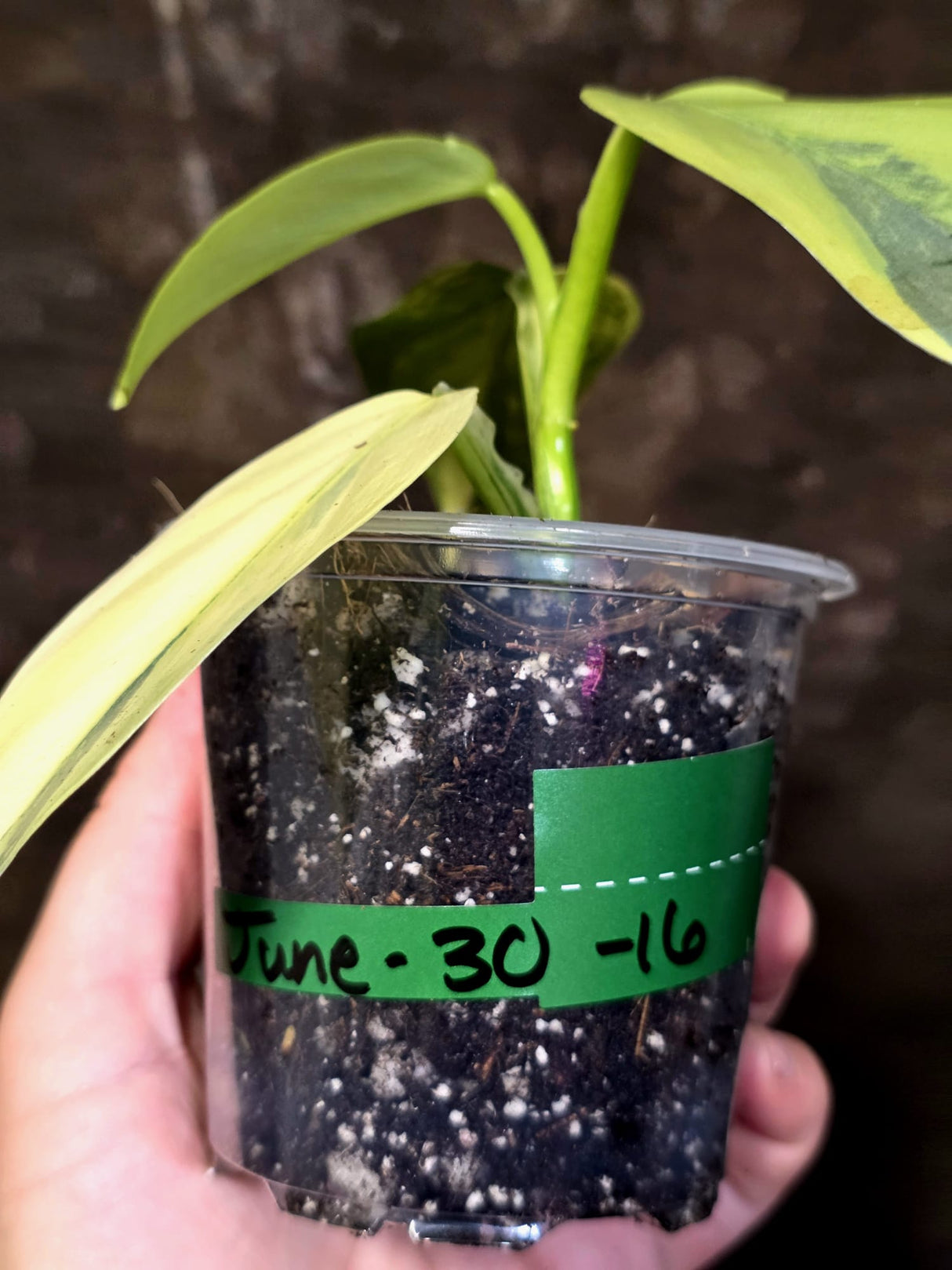 Philodendron Silver Sword Variegated - Exact Rare Plant - (June-30-16)