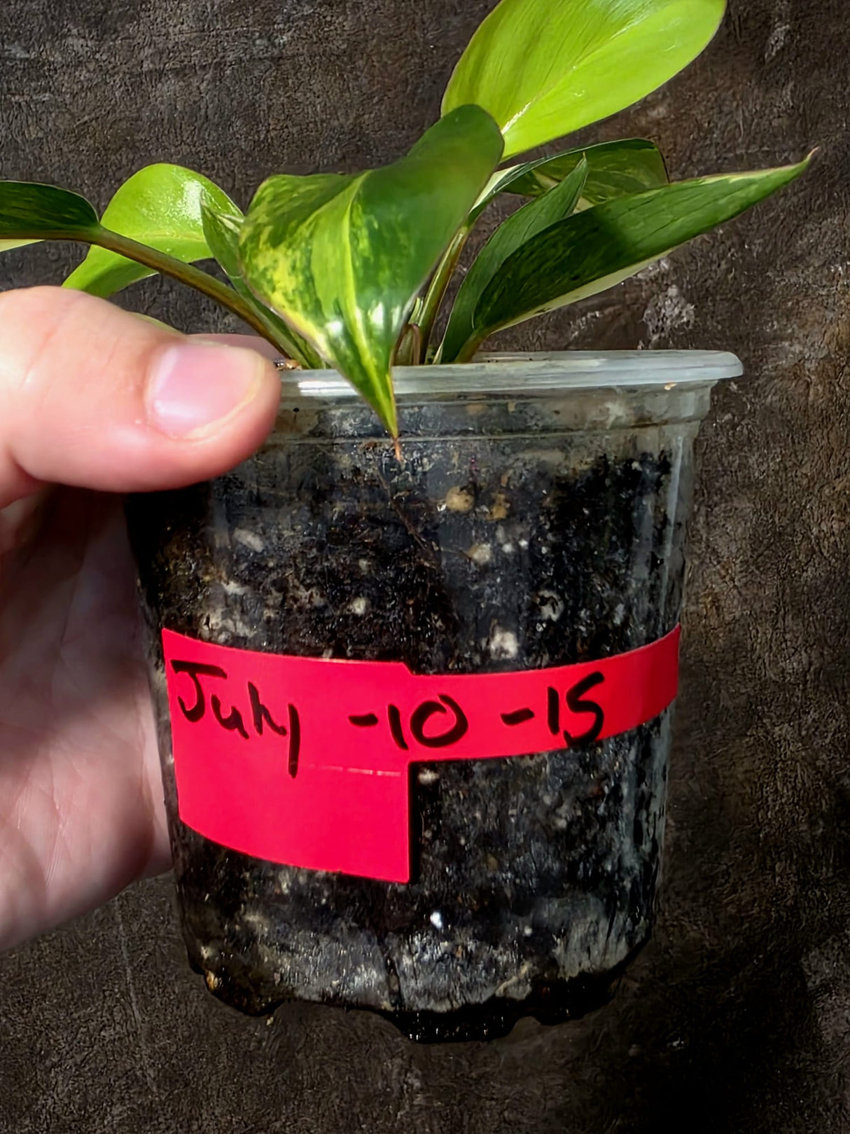 Philodendron Yellow Congo Variegated - EXACT Plant - US Seller (July-10-15)